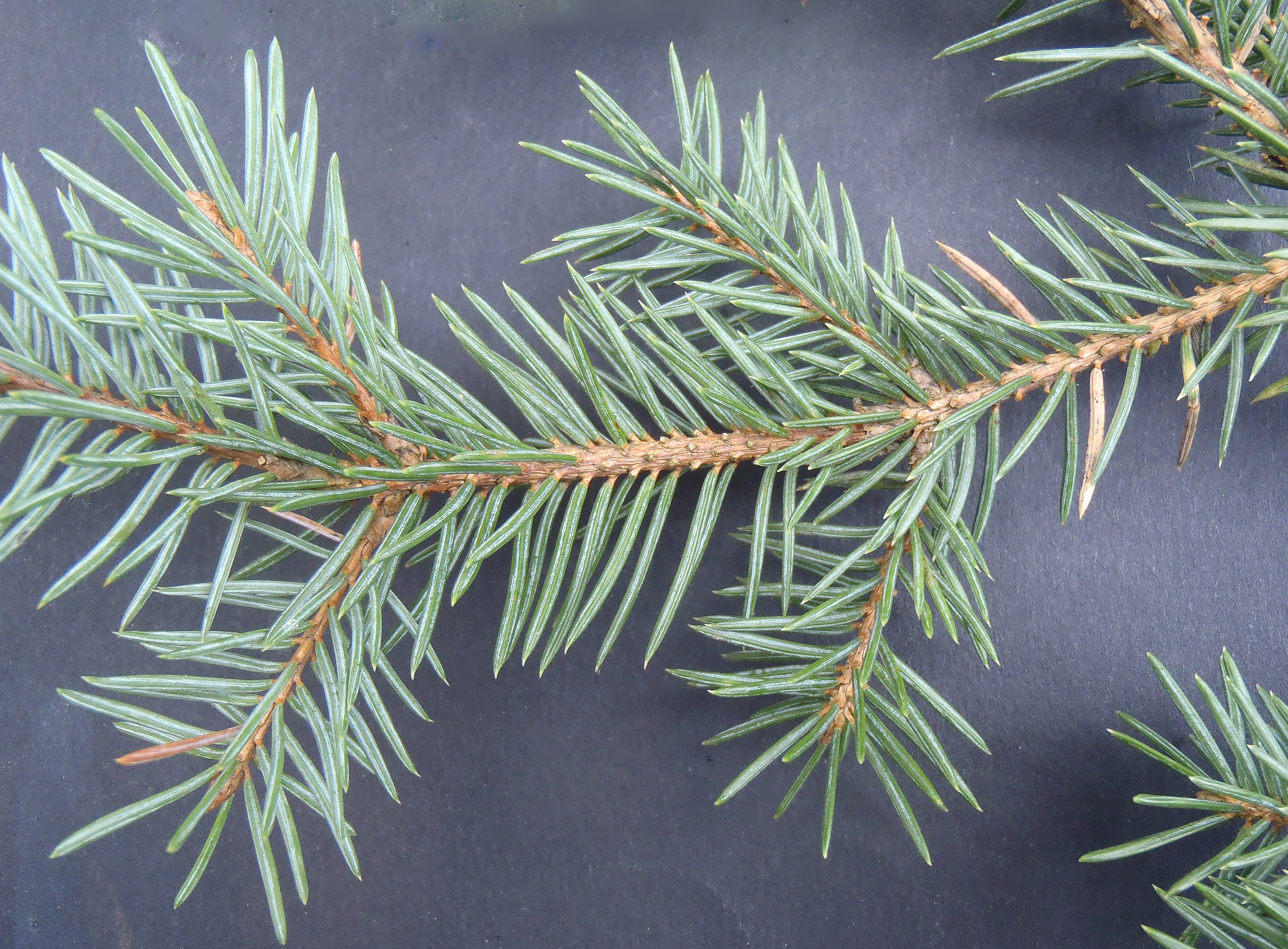 : Picea pungens.