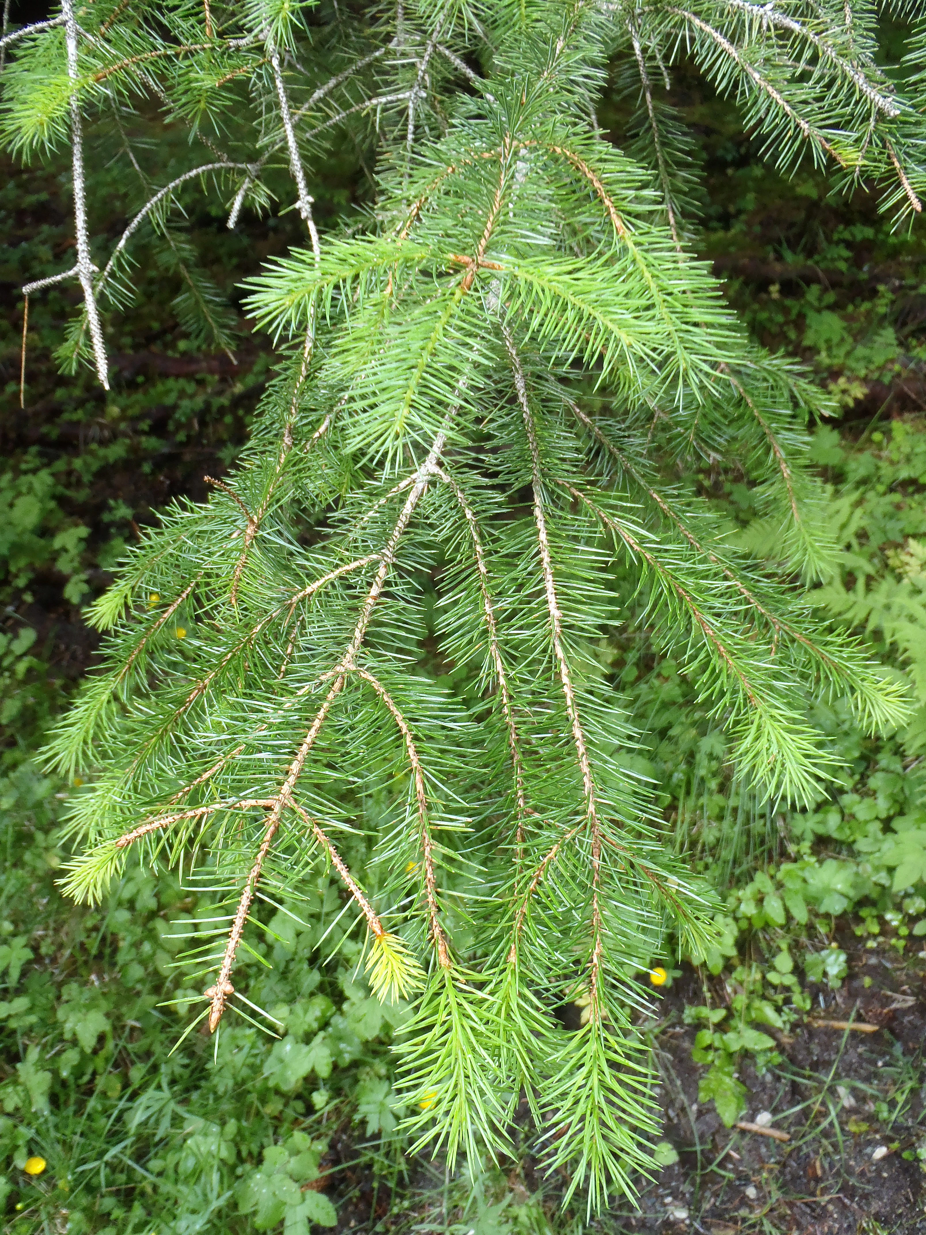 : Picea sitchensis.