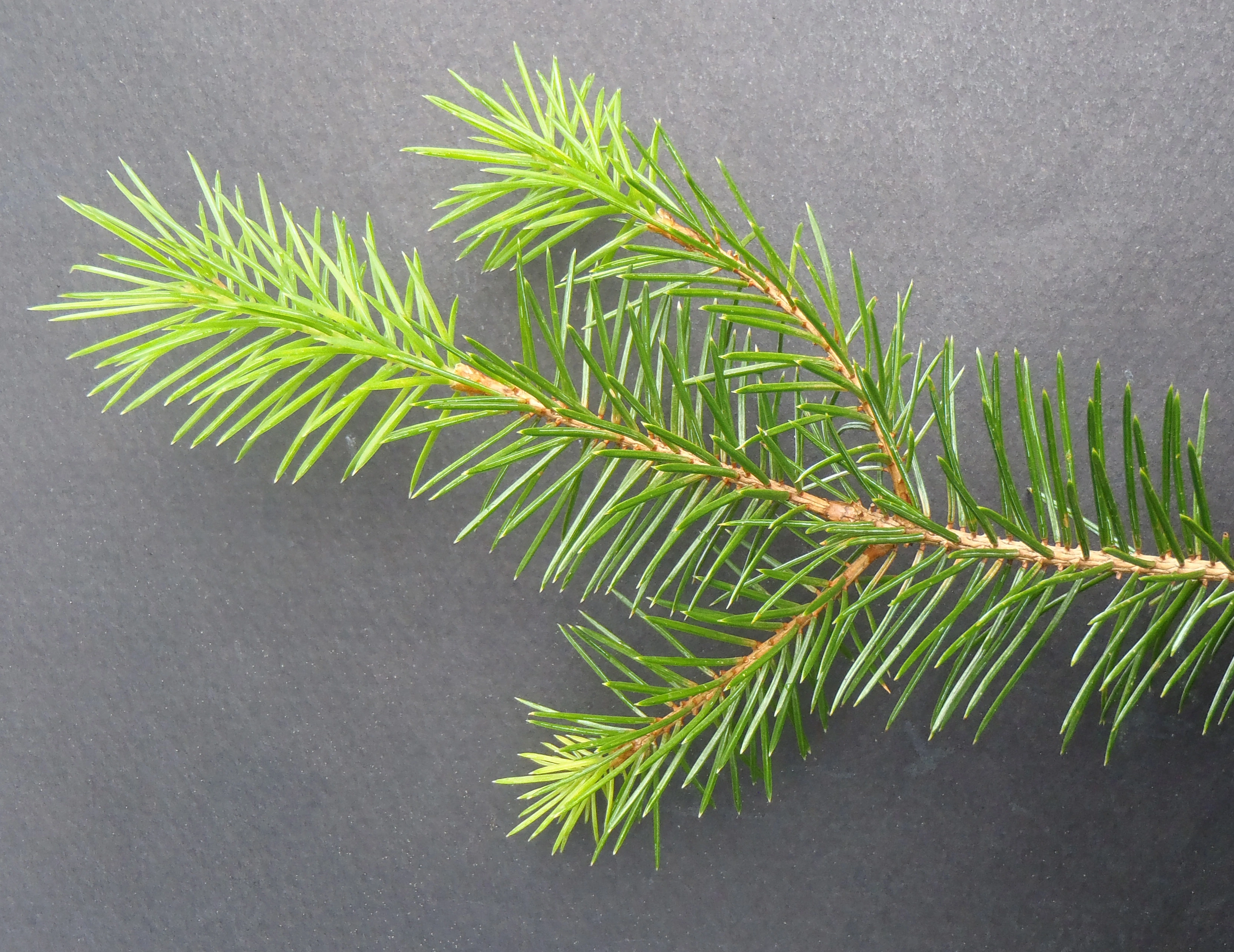 : Picea sitchensis.