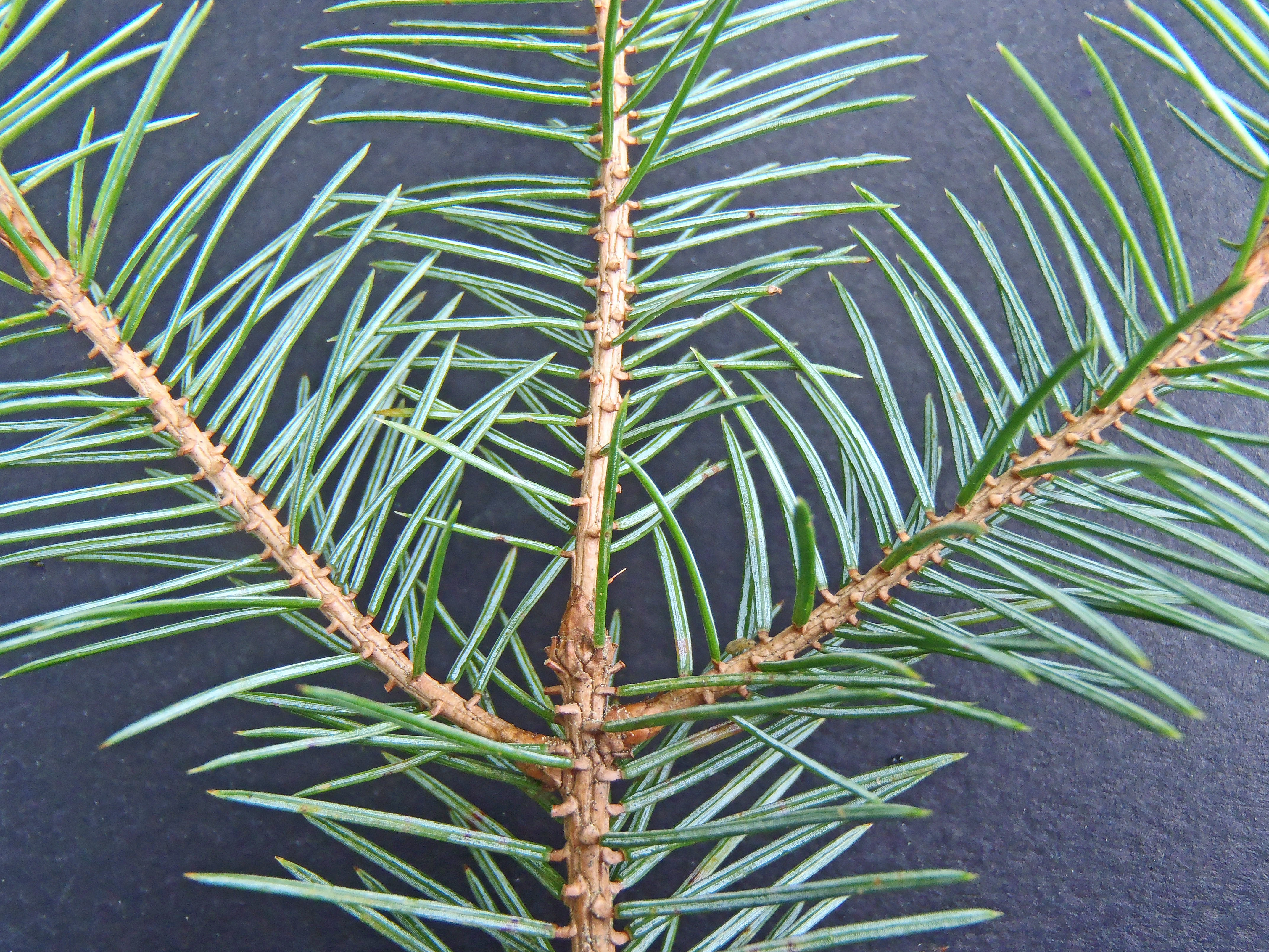 : Picea sitchensis.