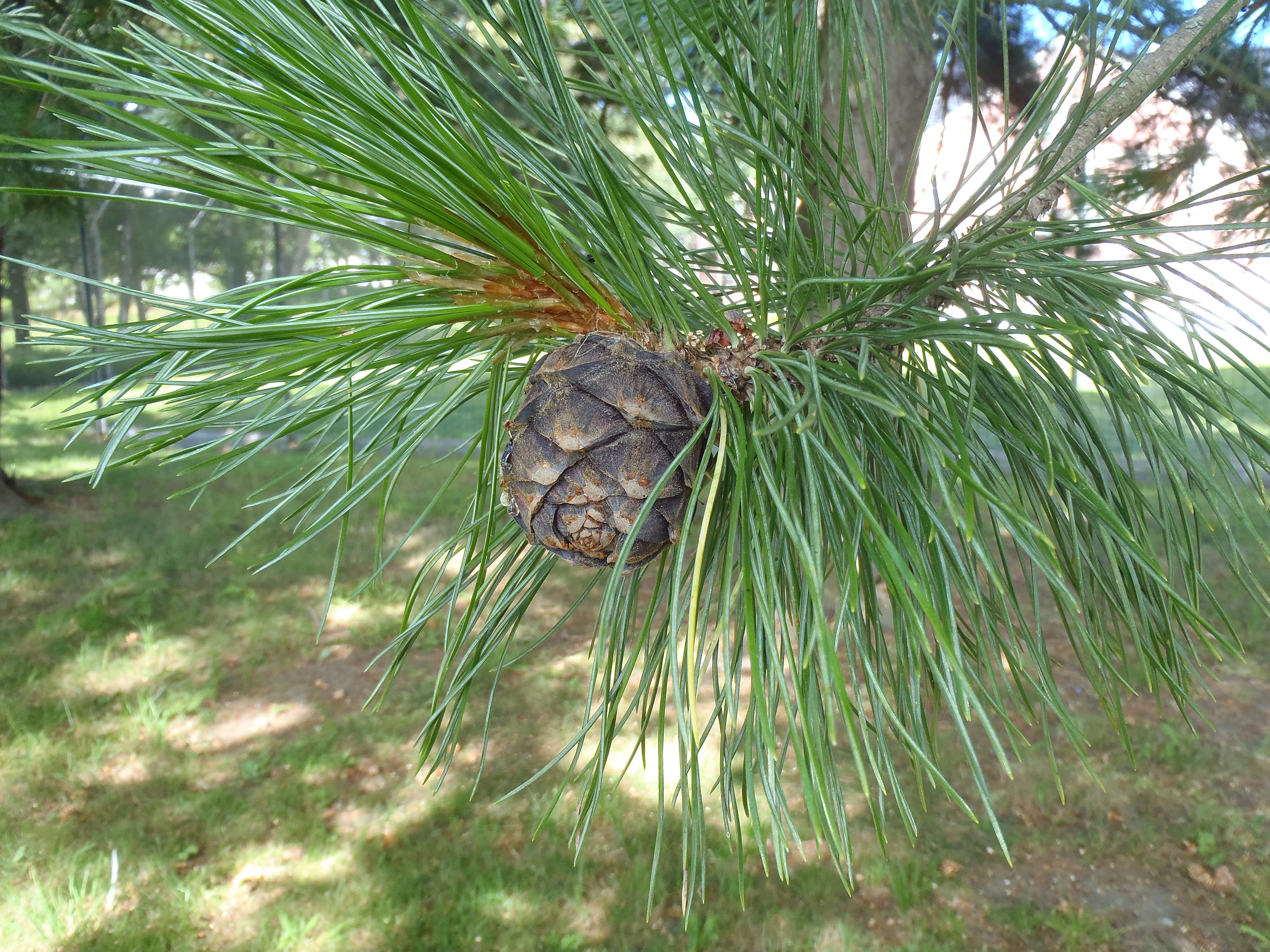 : Pinus cembra.