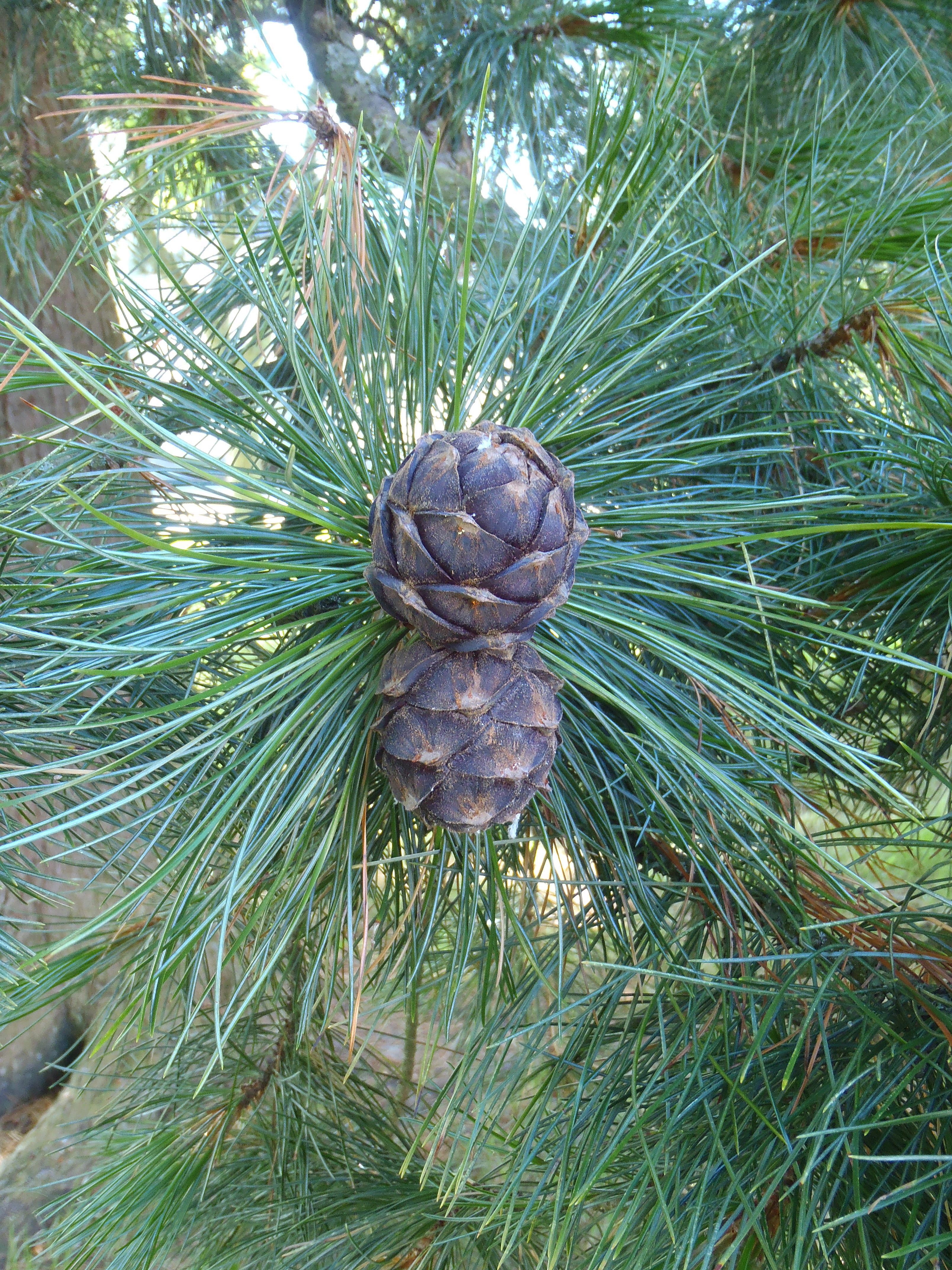 : Pinus cembra.