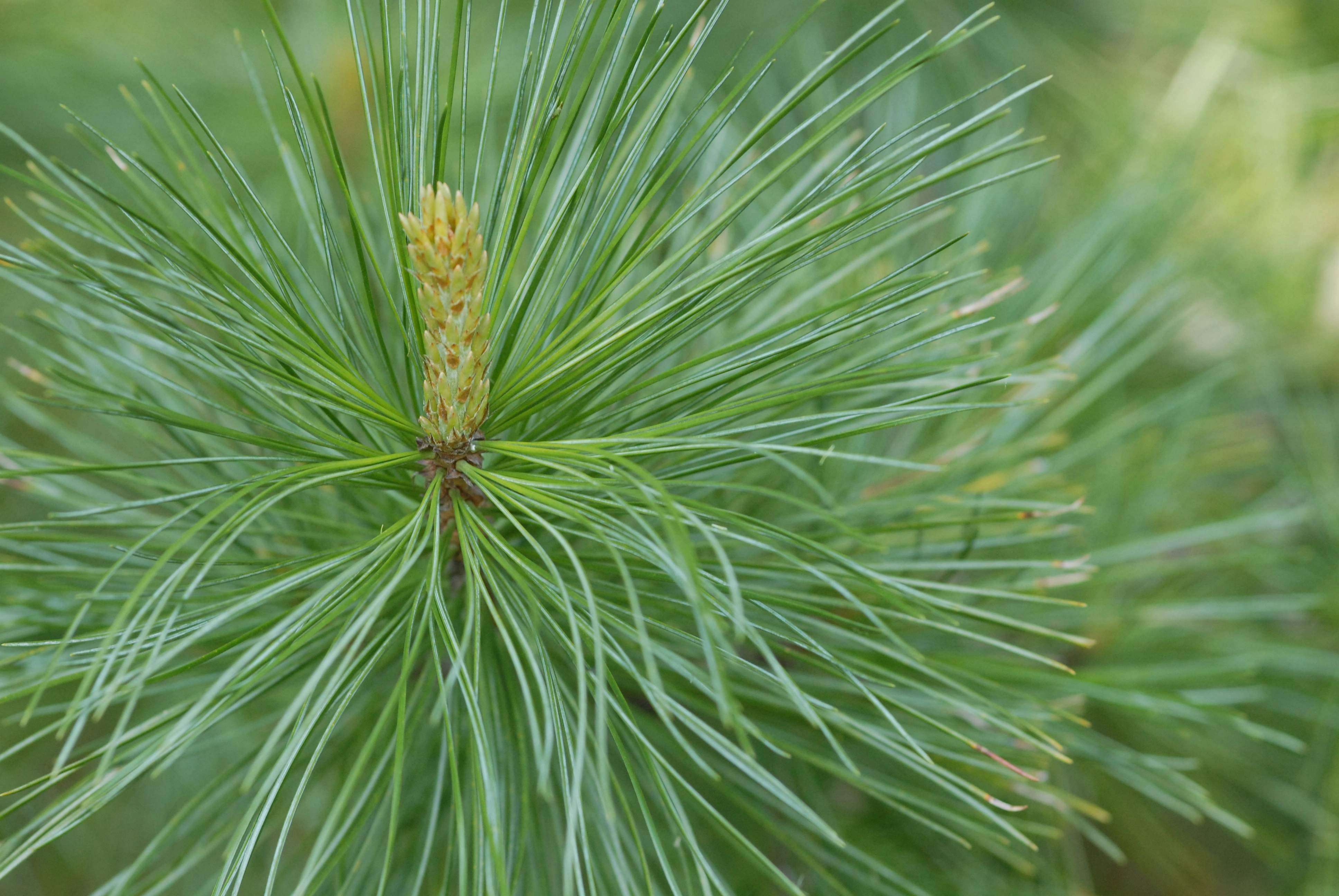 : Pinus cembra.