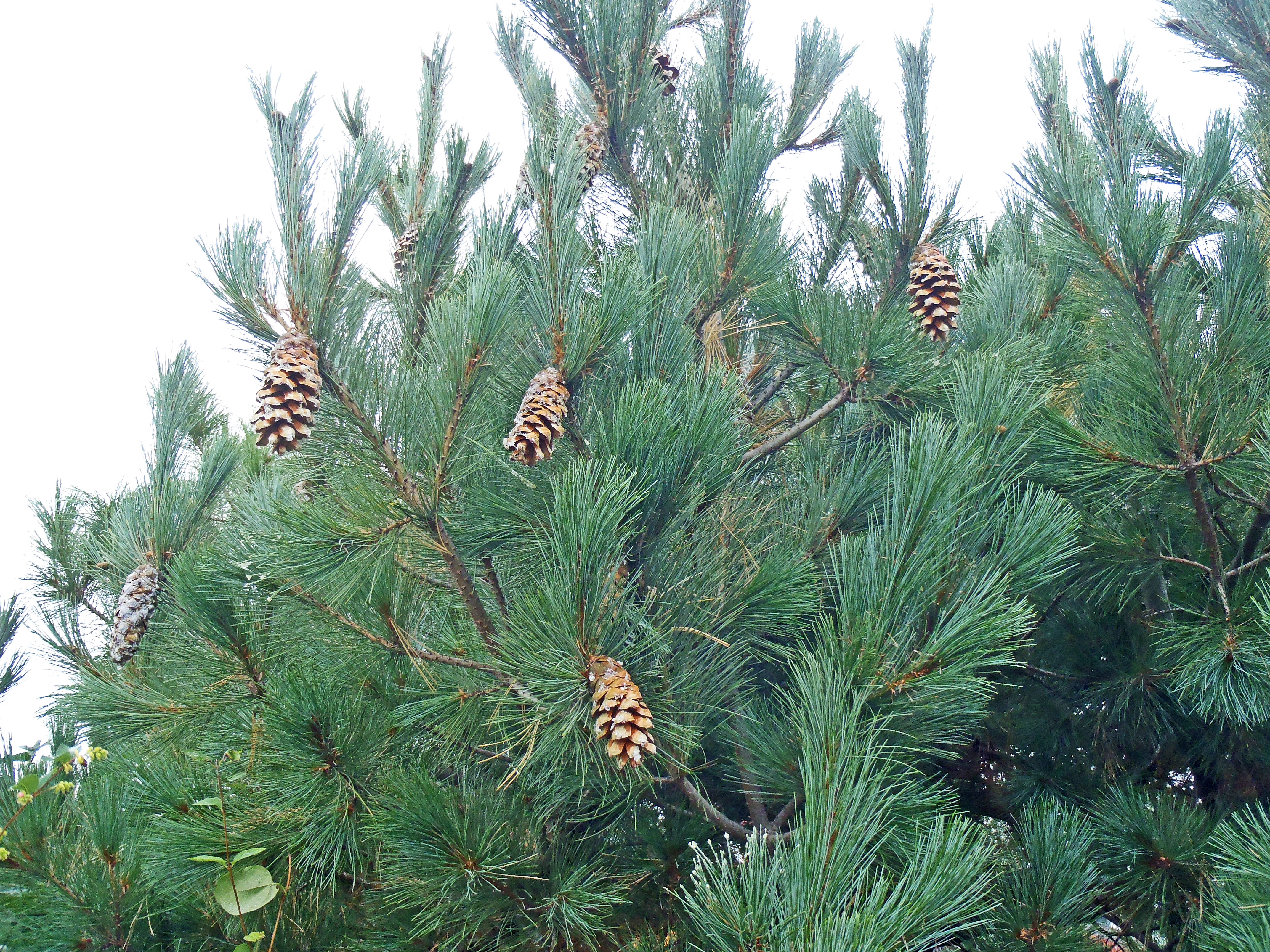 : Pinus peuce.