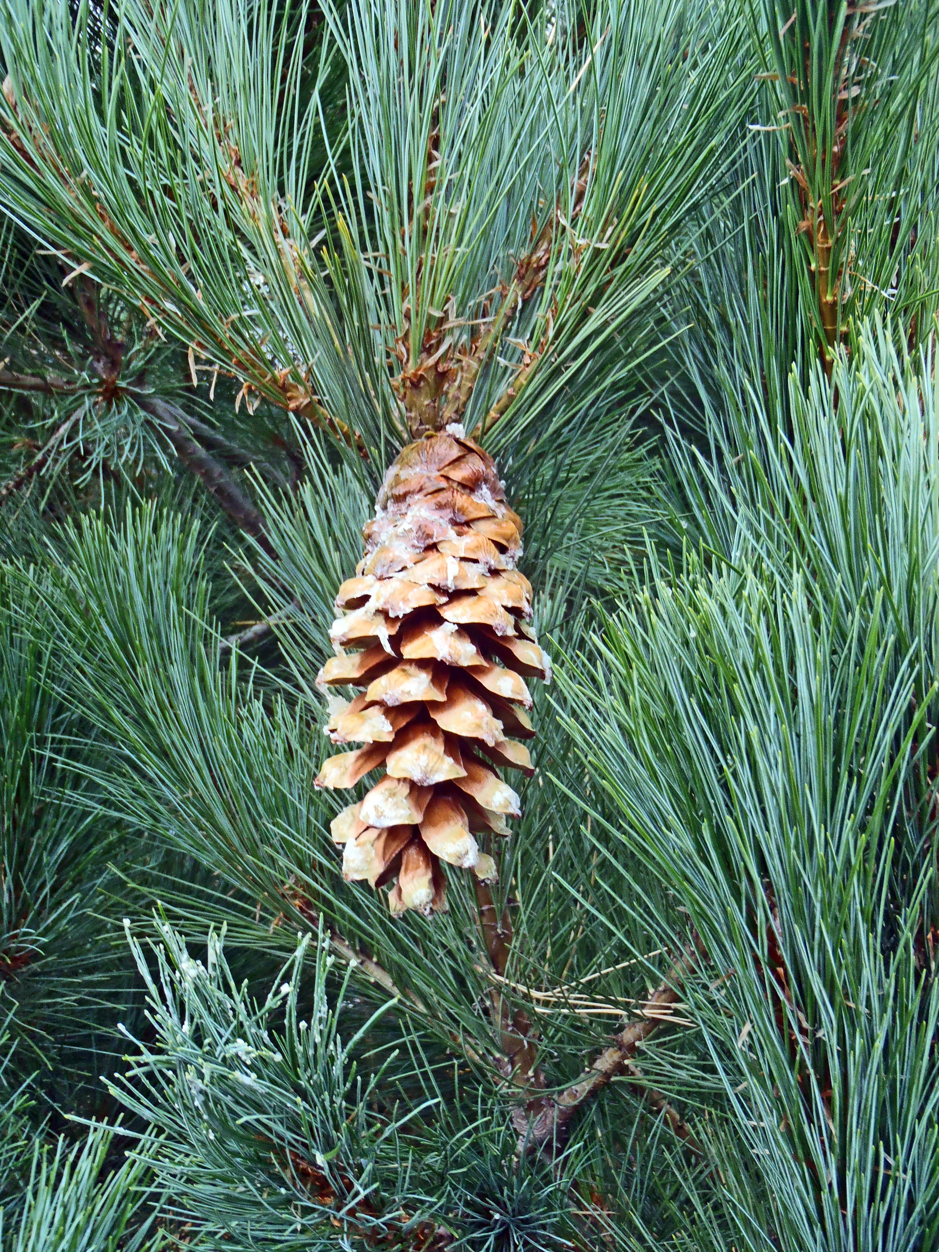 : Pinus peuce.