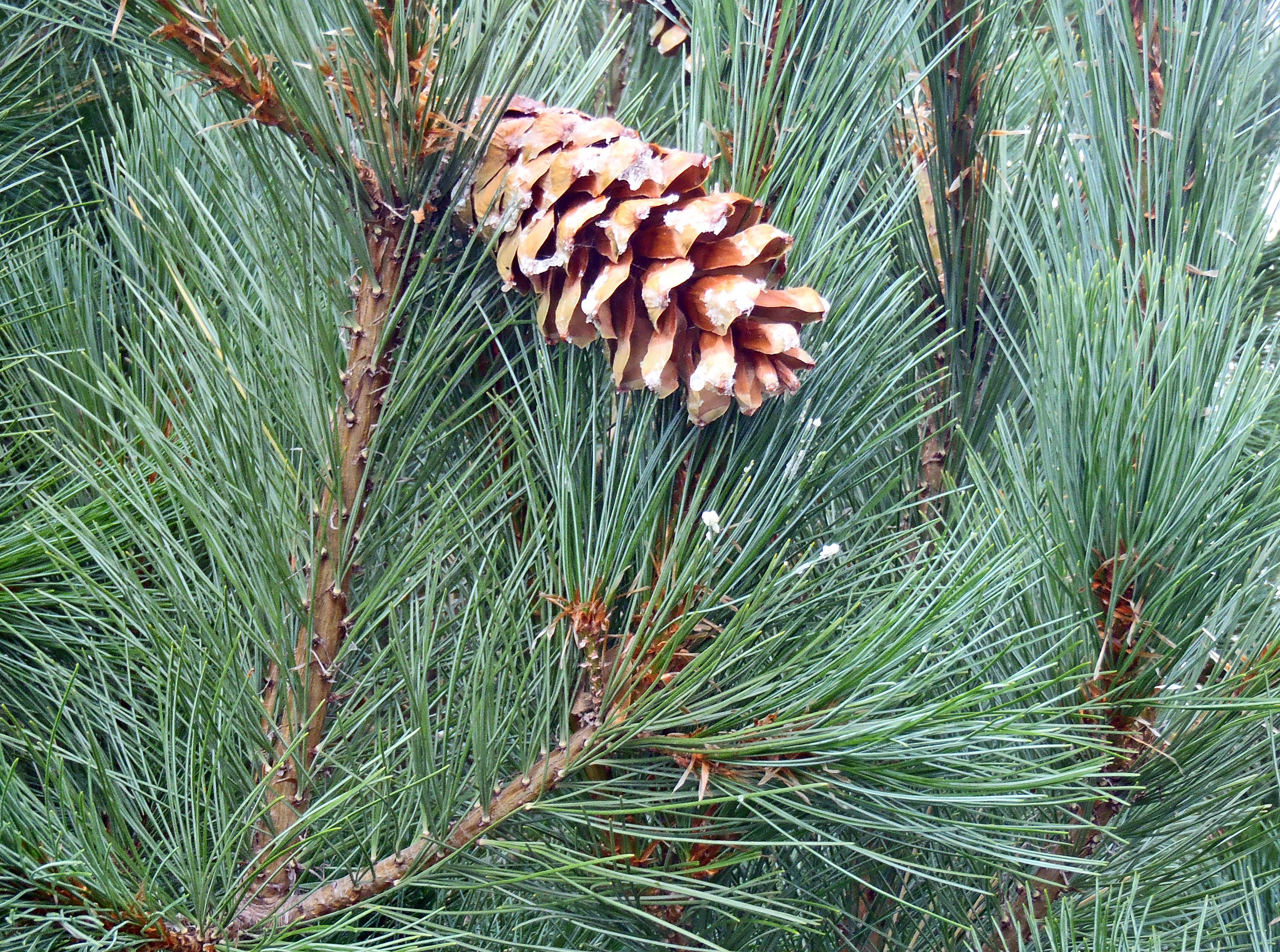 : Pinus peuce.