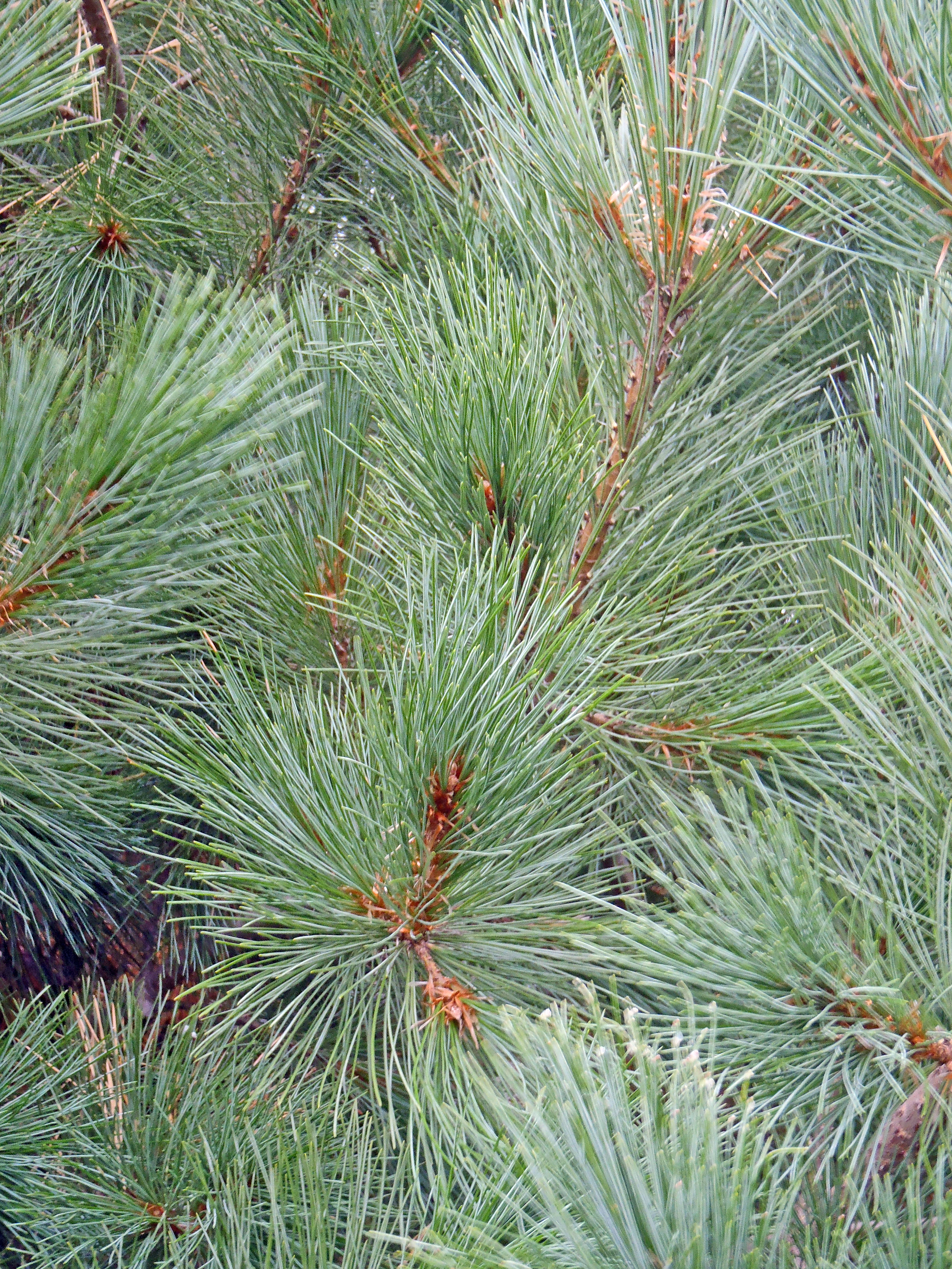 : Pinus peuce.