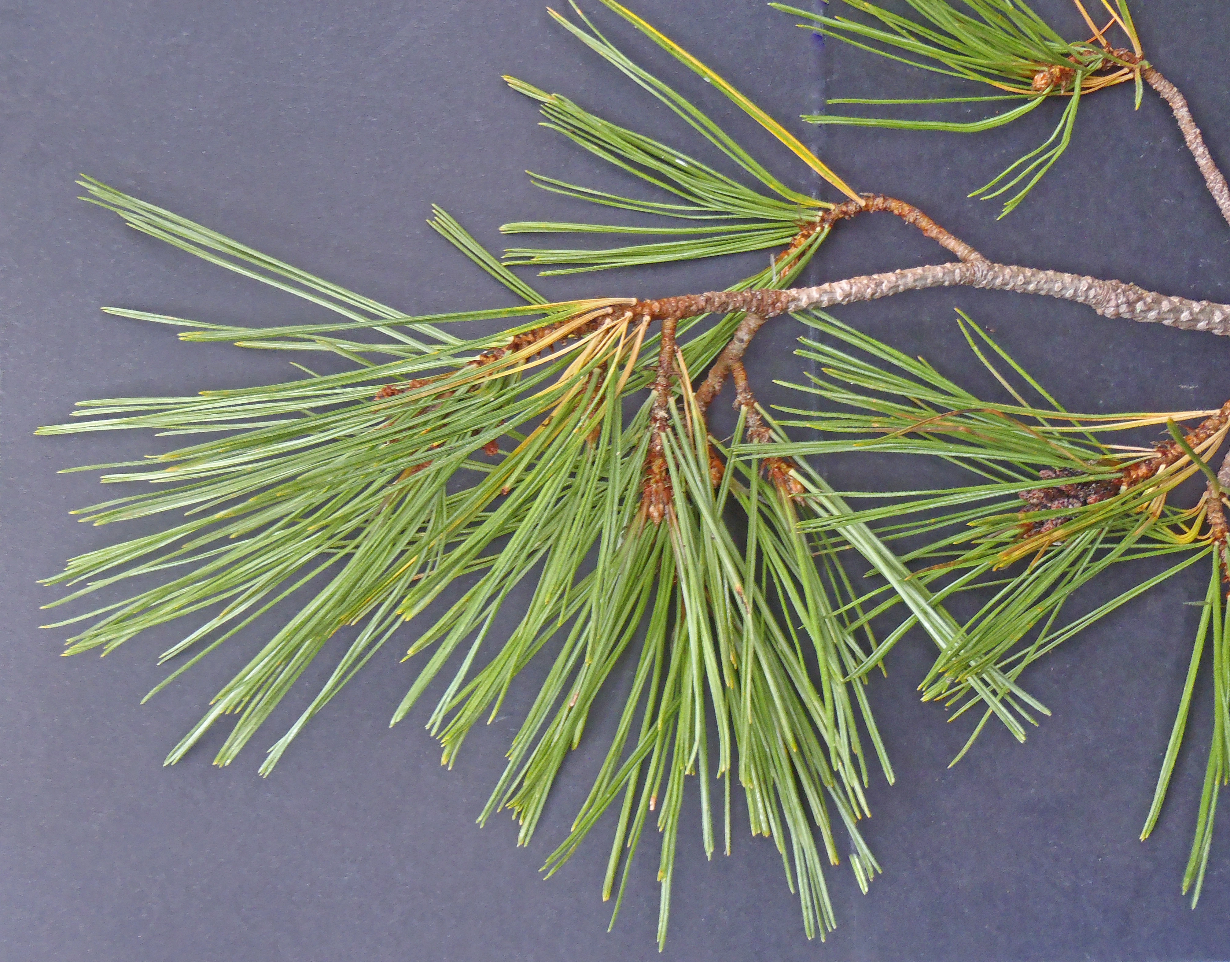 : Pinus peuce.