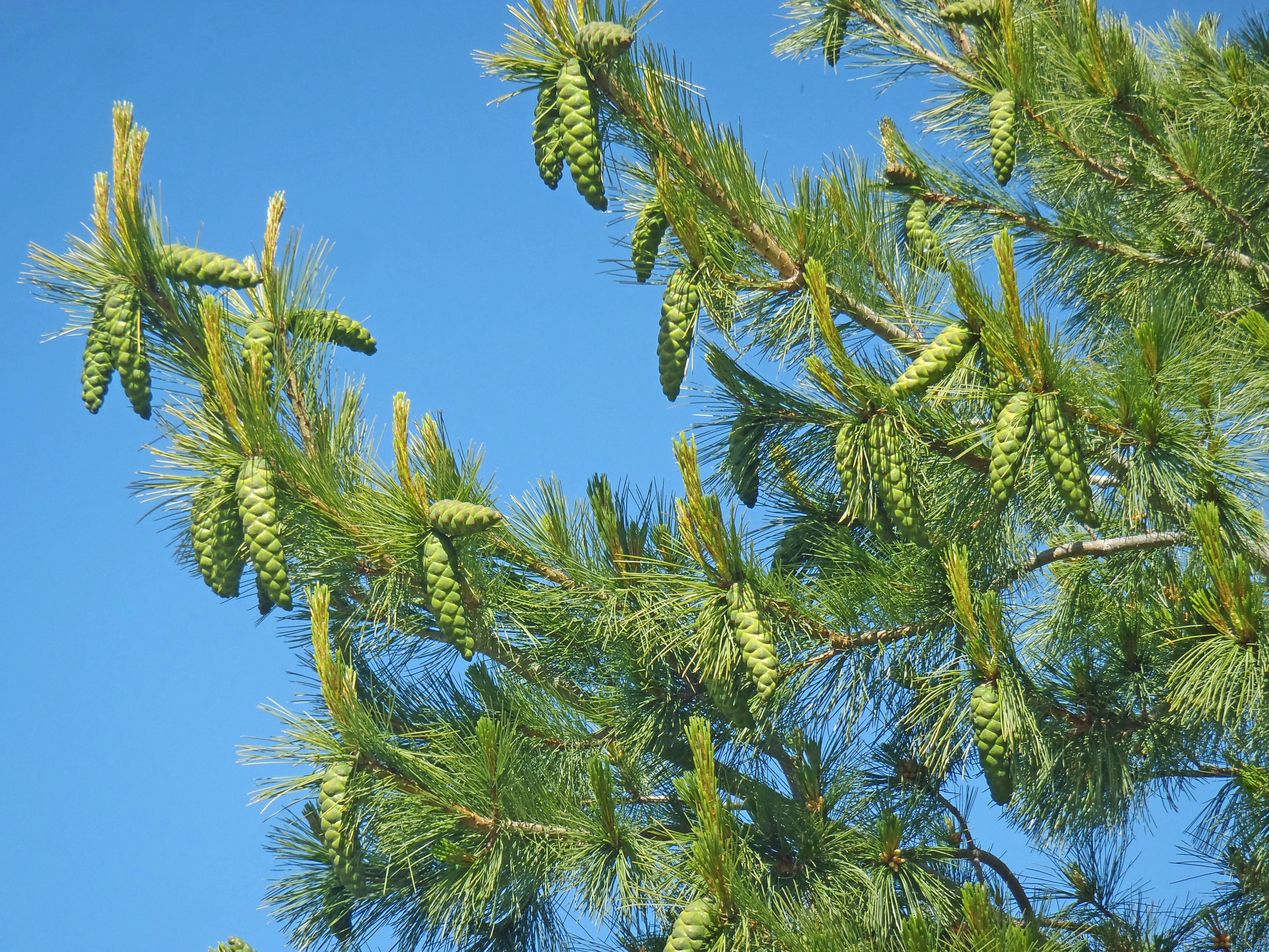 : Pinus strobus.