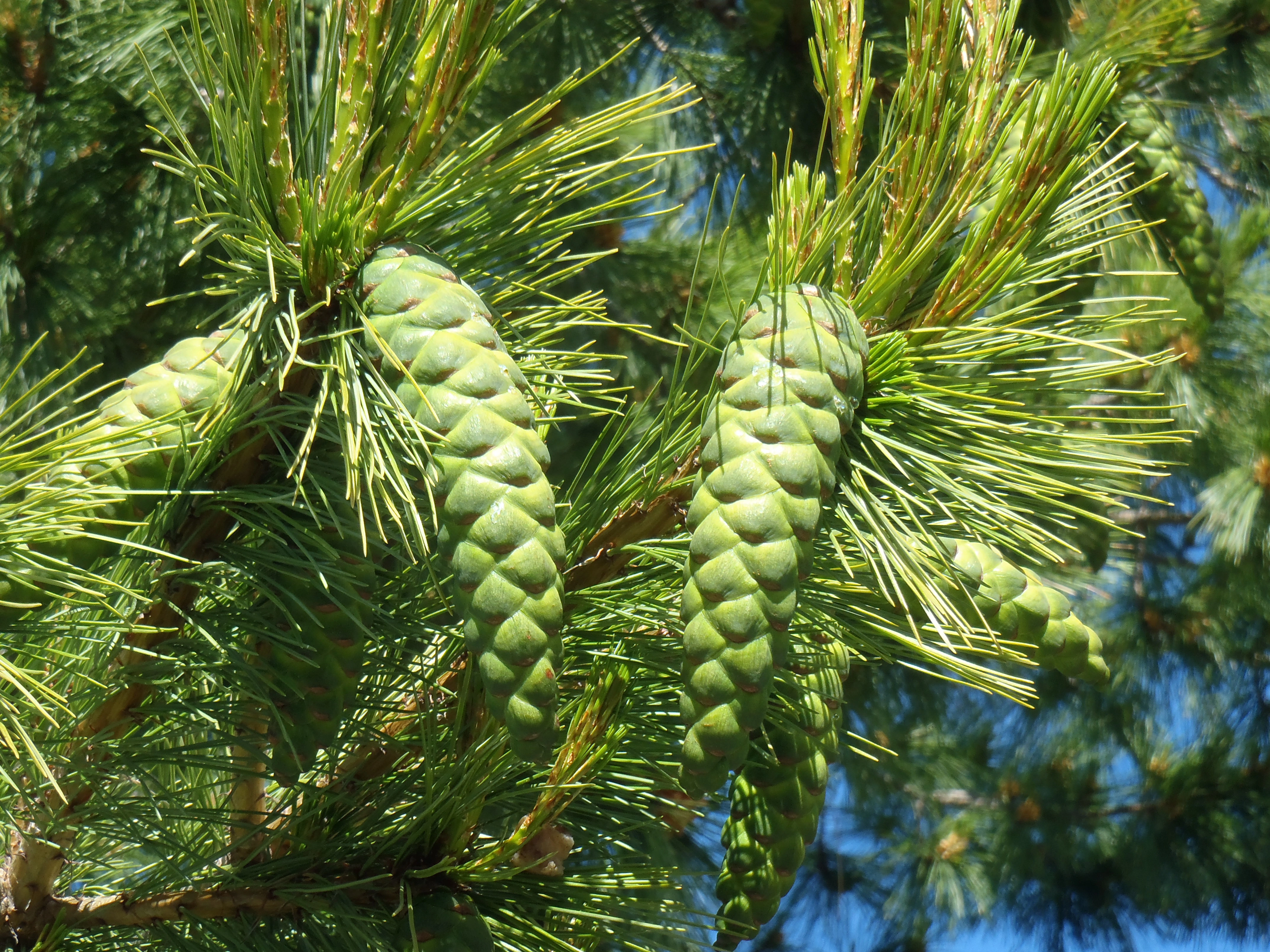 : Pinus strobus.