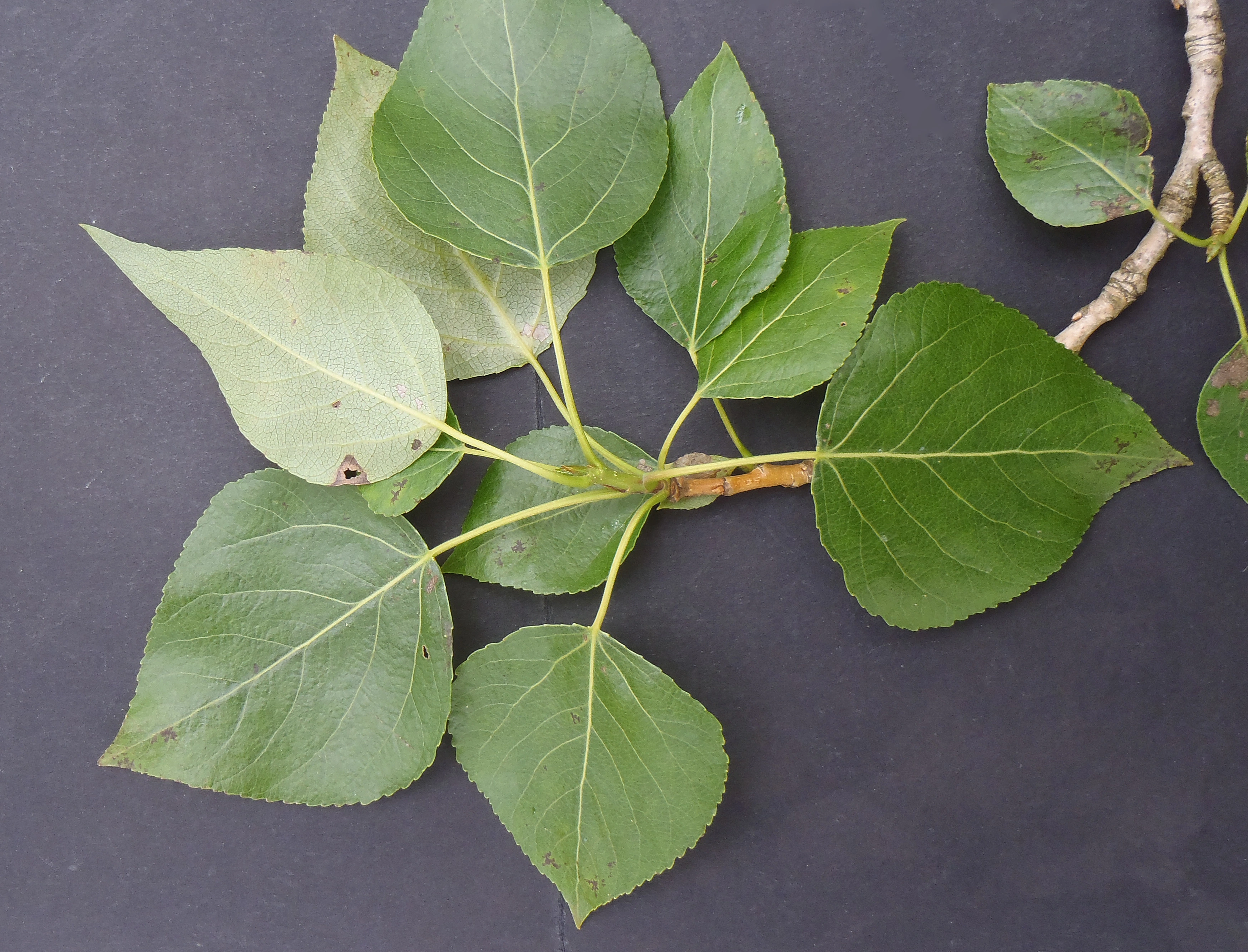 : Populus ×berolinensis.