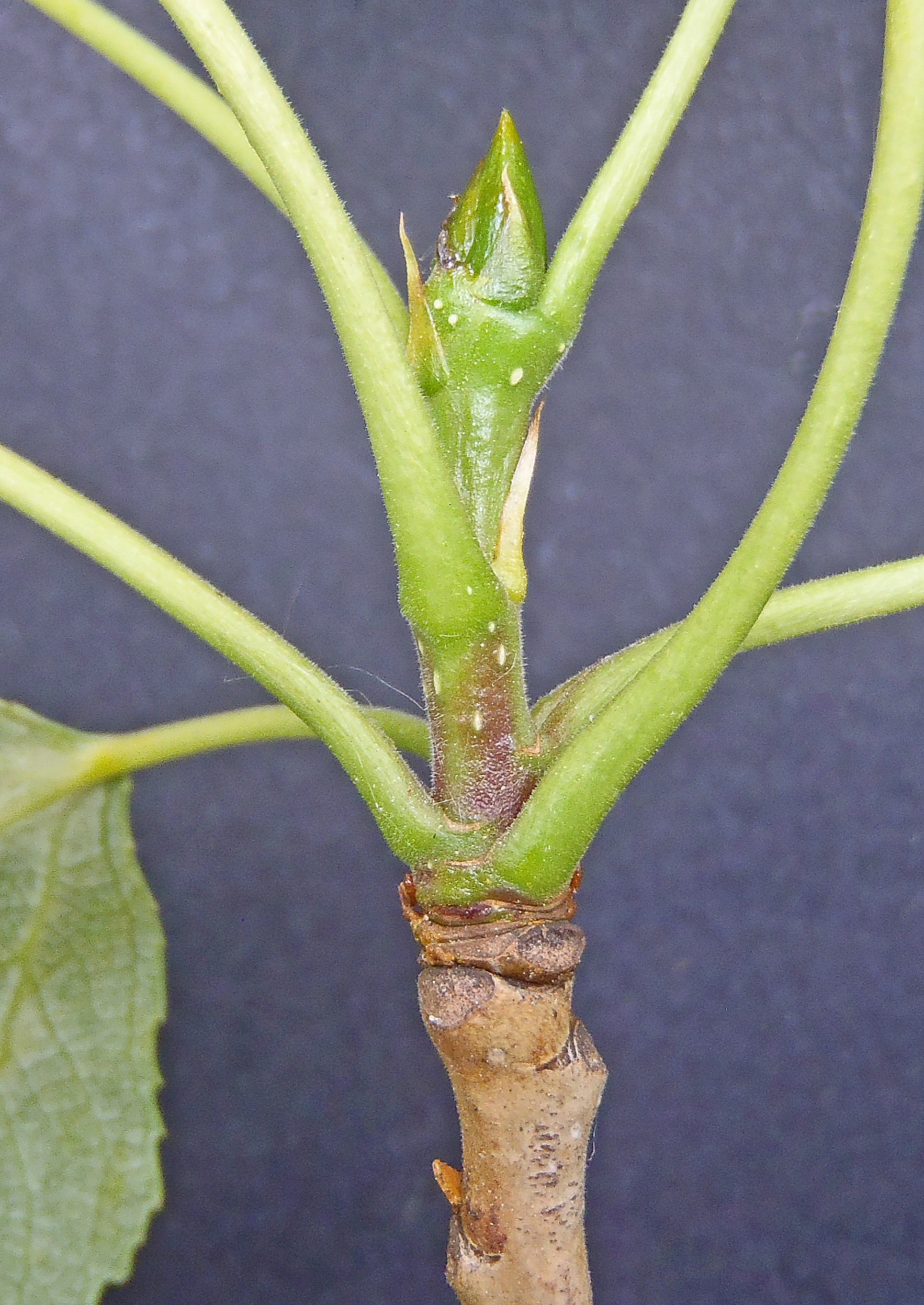 : Populus ×berolinensis.