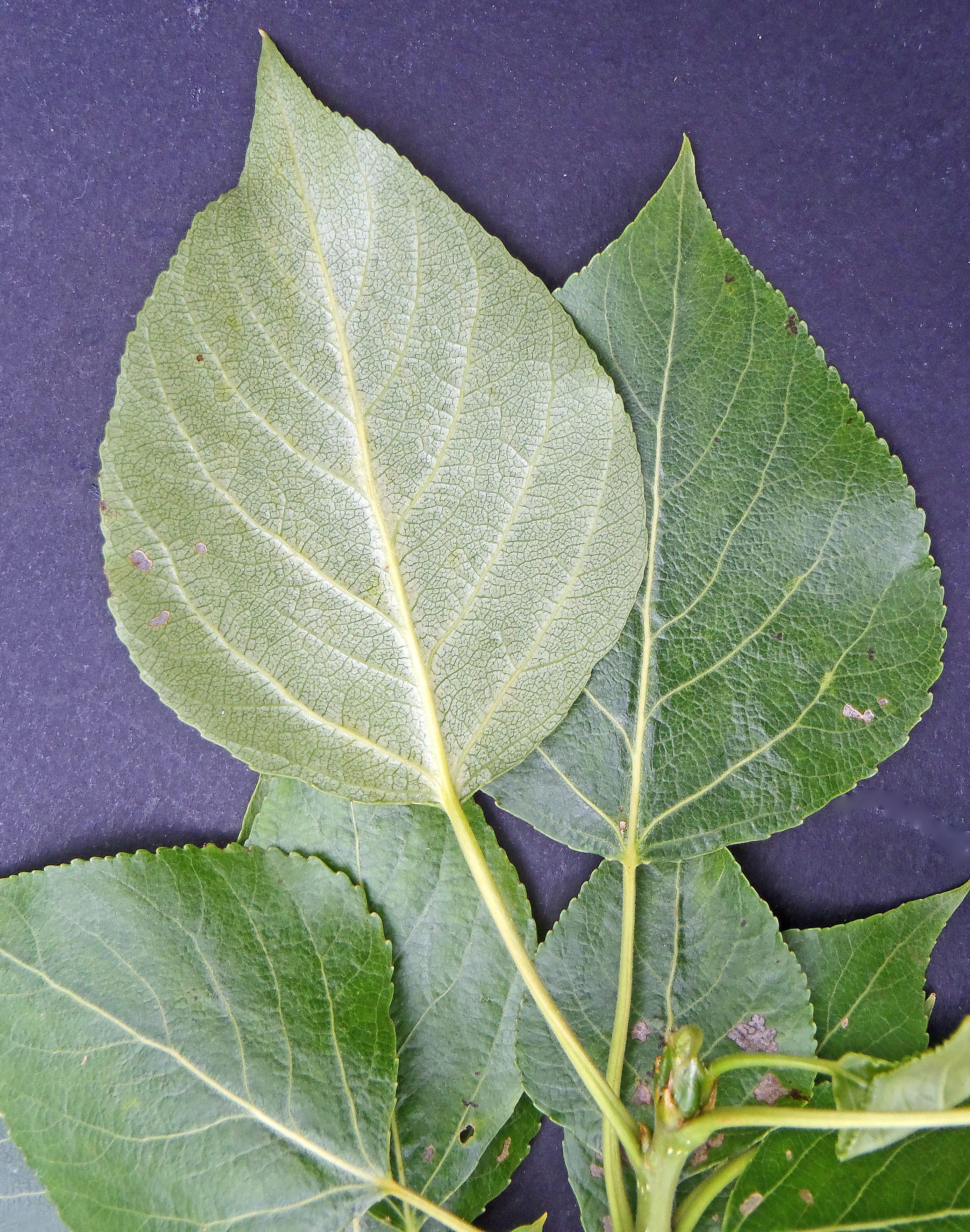 : Populus ×berolinensis.