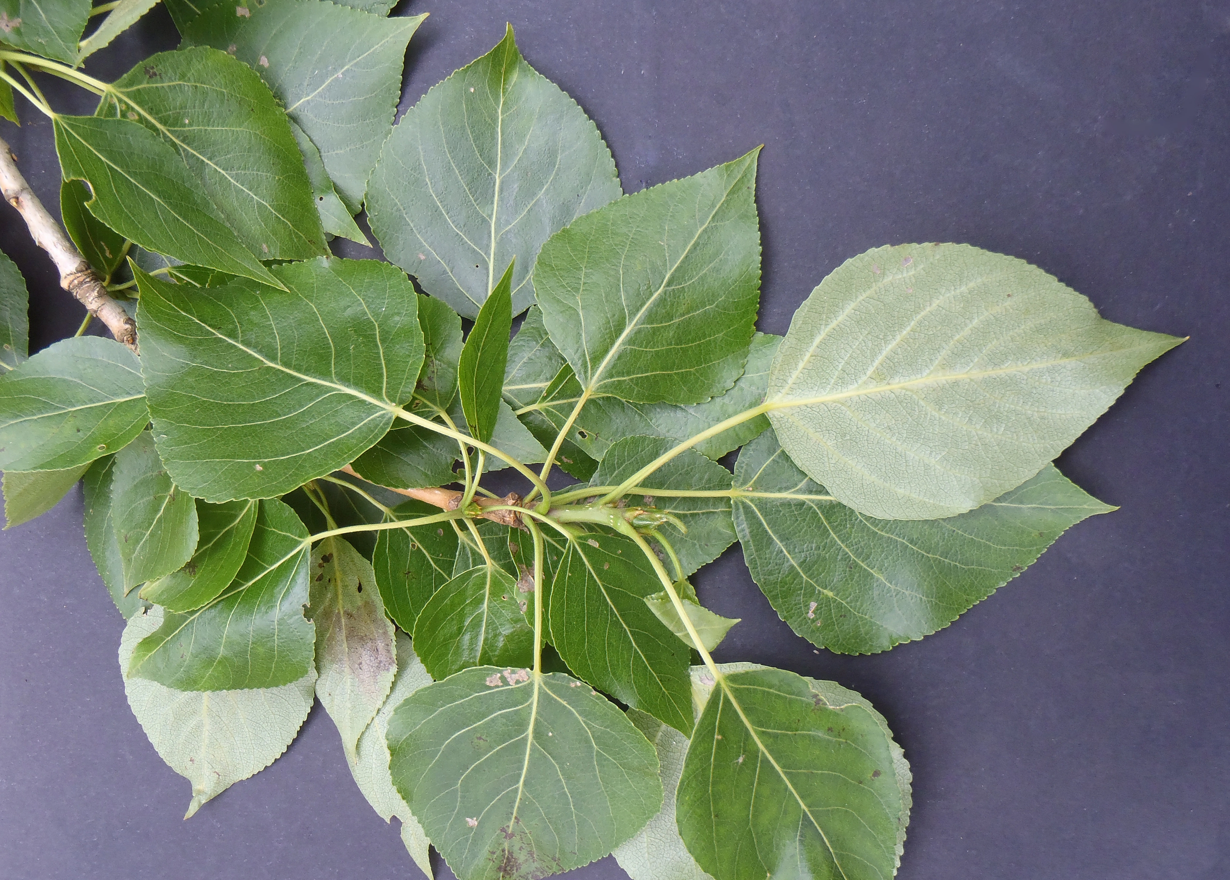 : Populus ×berolinensis.