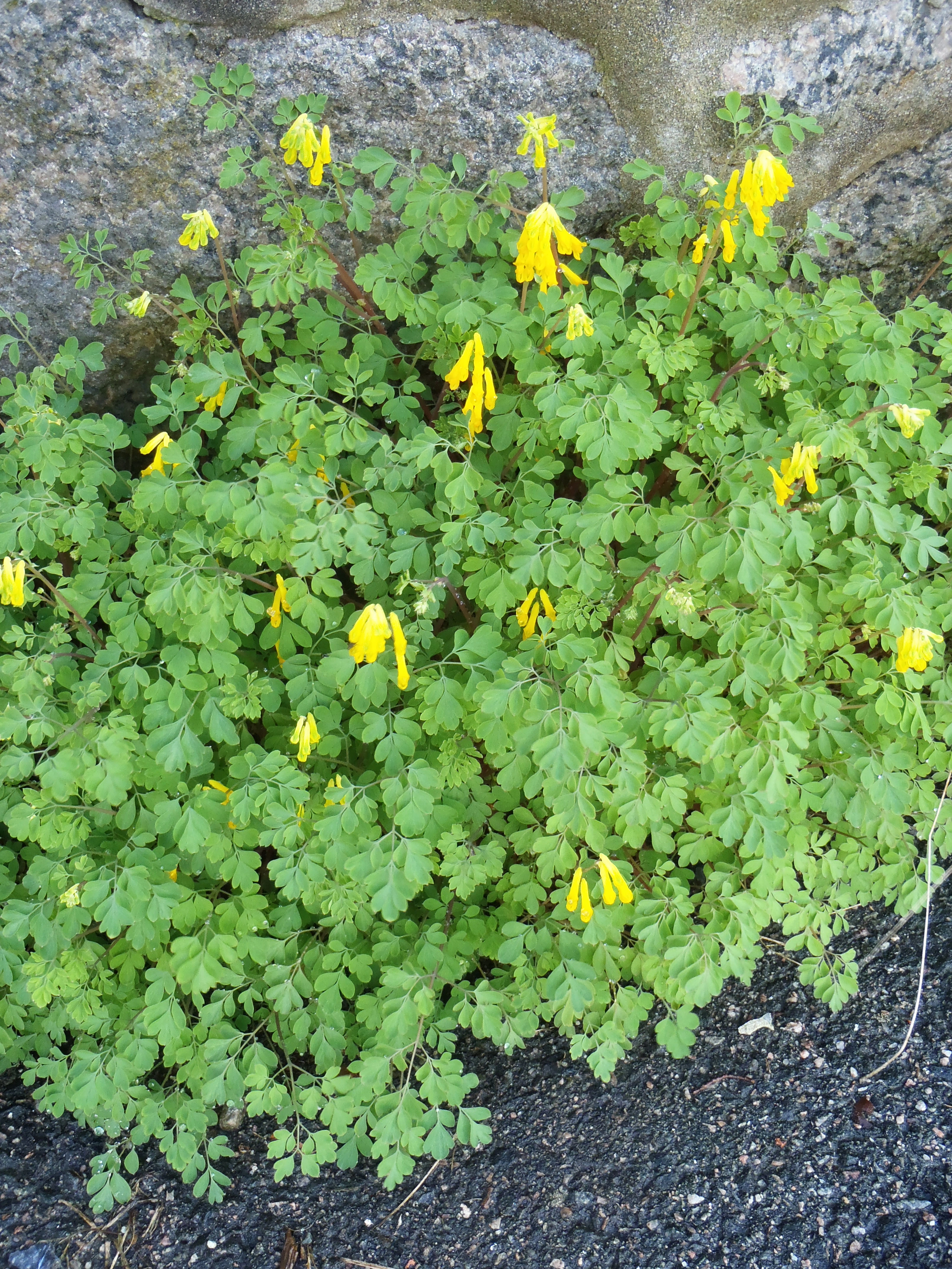 : Pseudofumaria lutea.