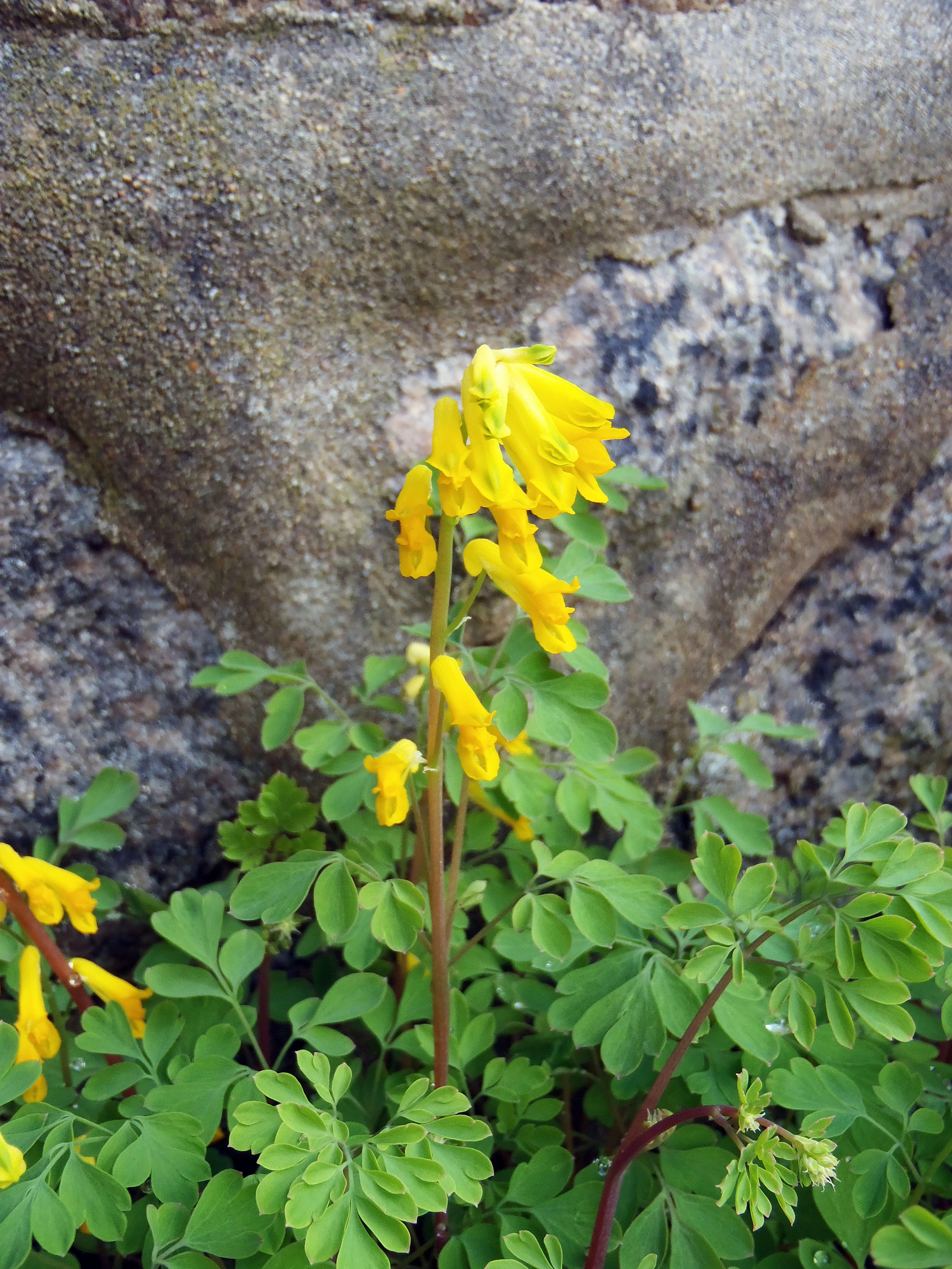 : Pseudofumaria lutea.