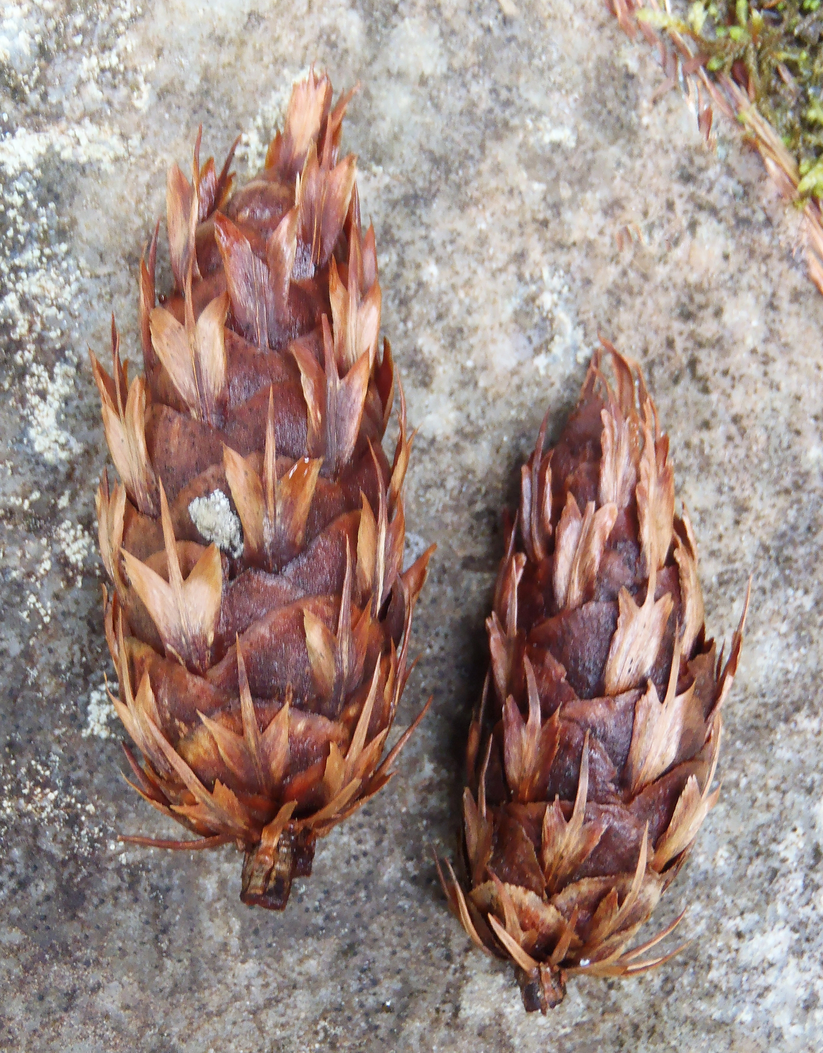 : Pseudotsuga menziesii.