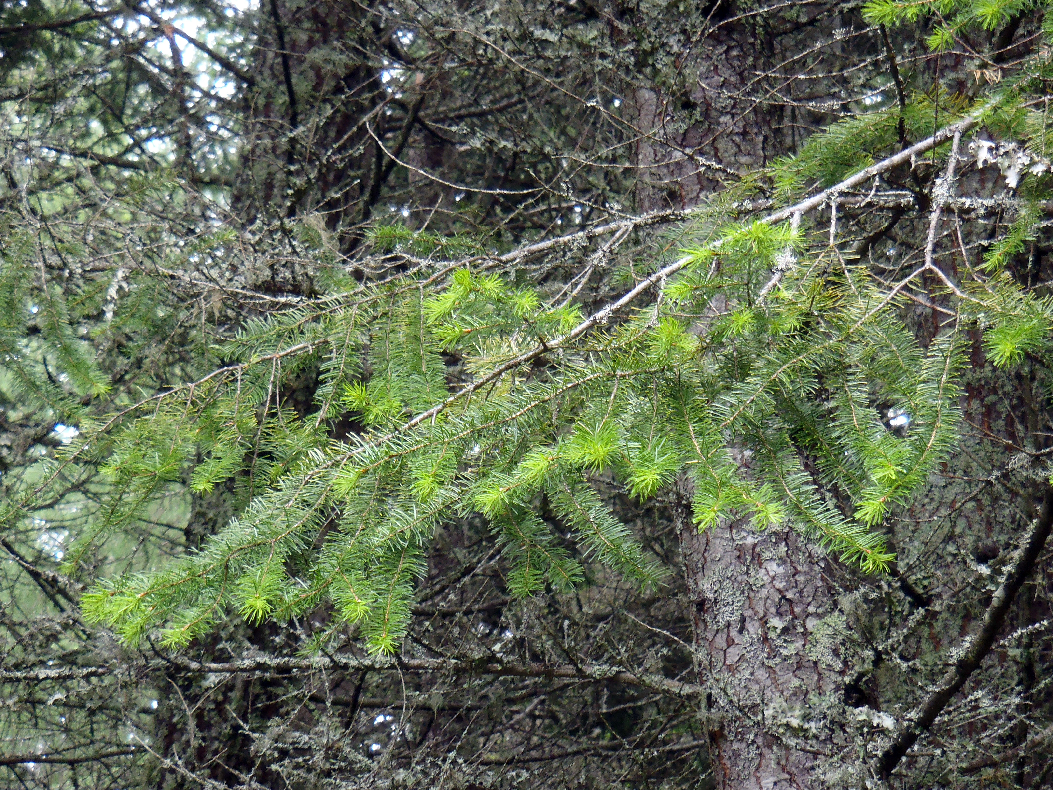 : Pseudotsuga menziesii.