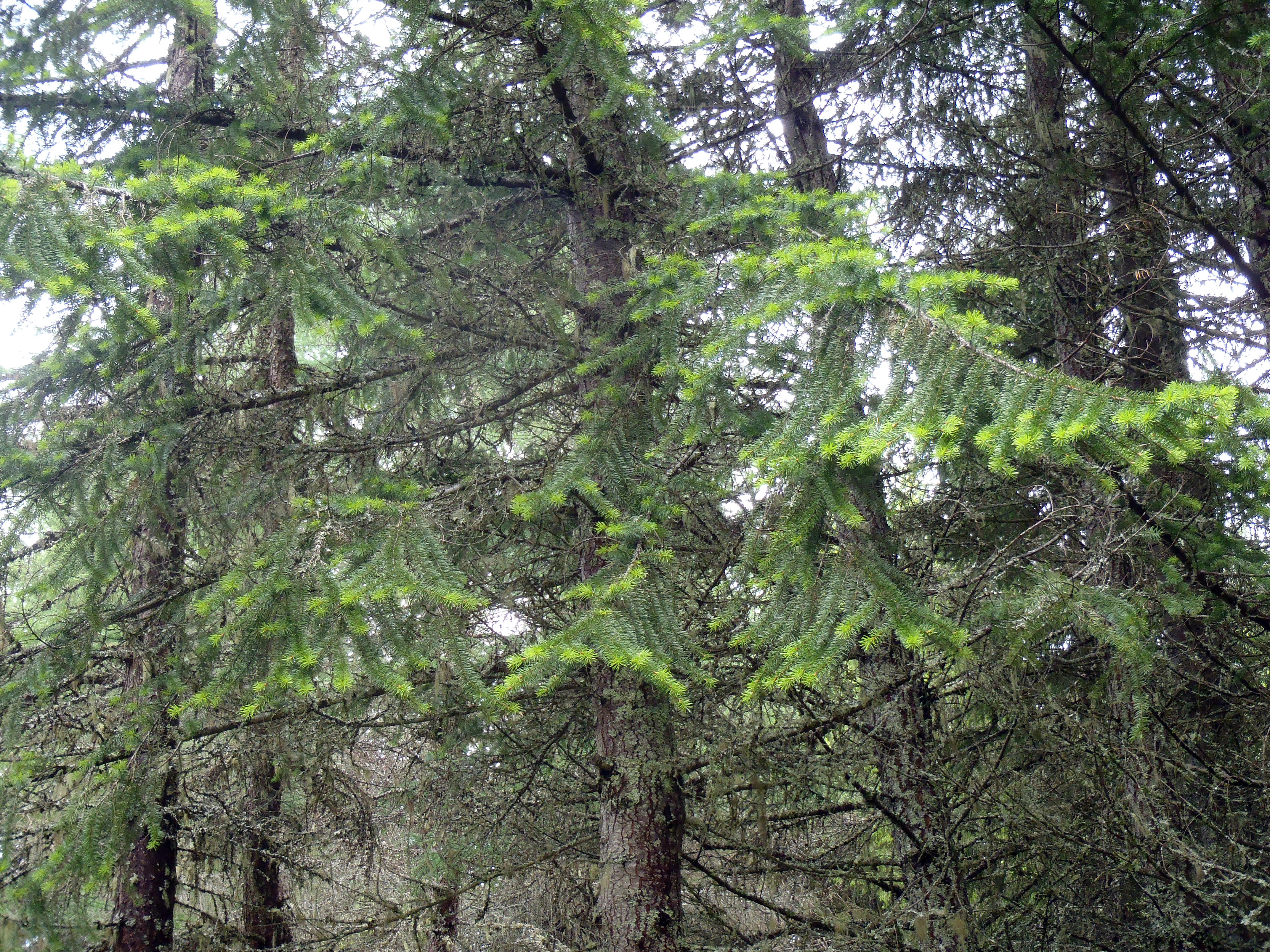 : Pseudotsuga menziesii.