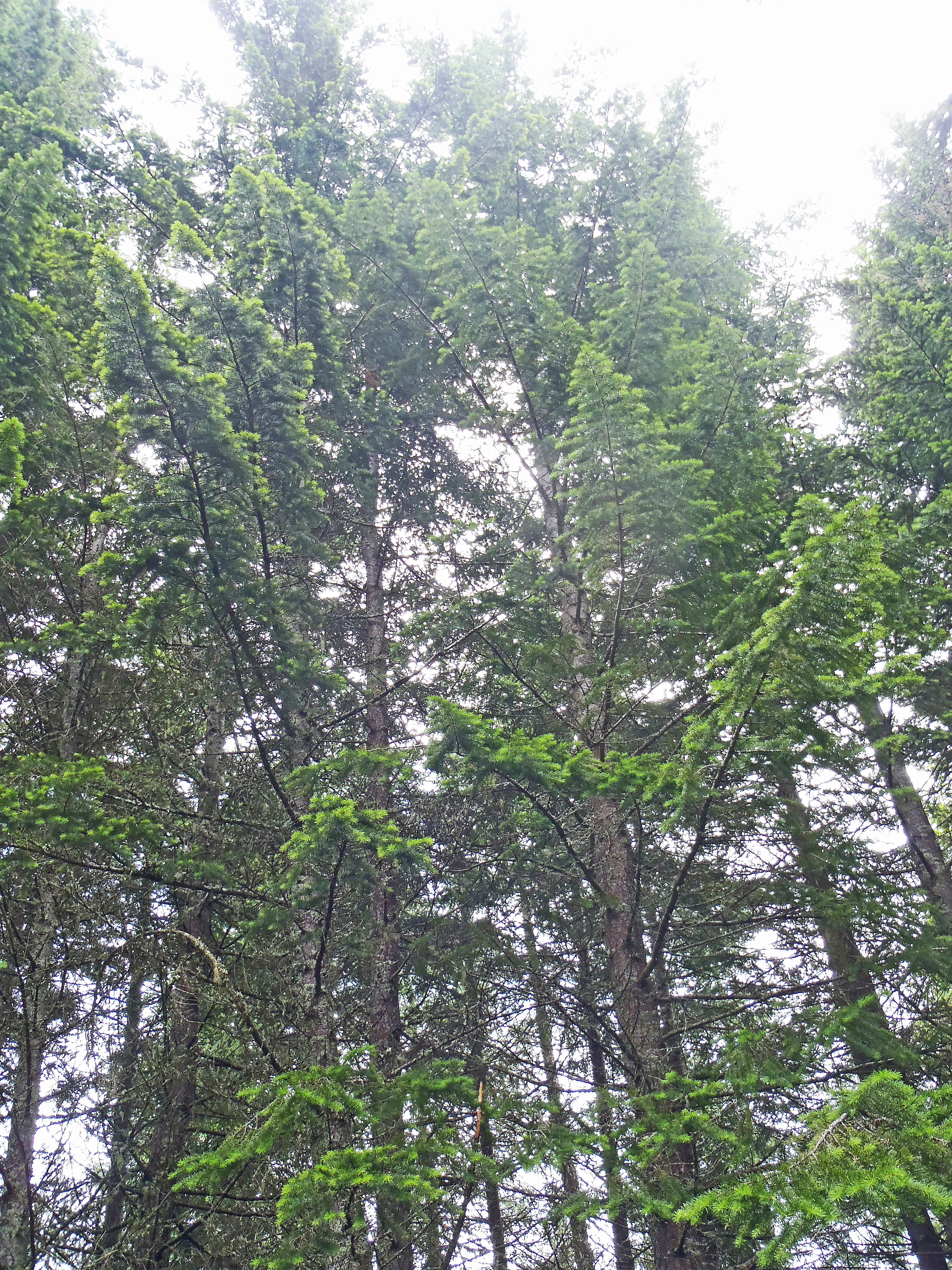 : Pseudotsuga menziesii.