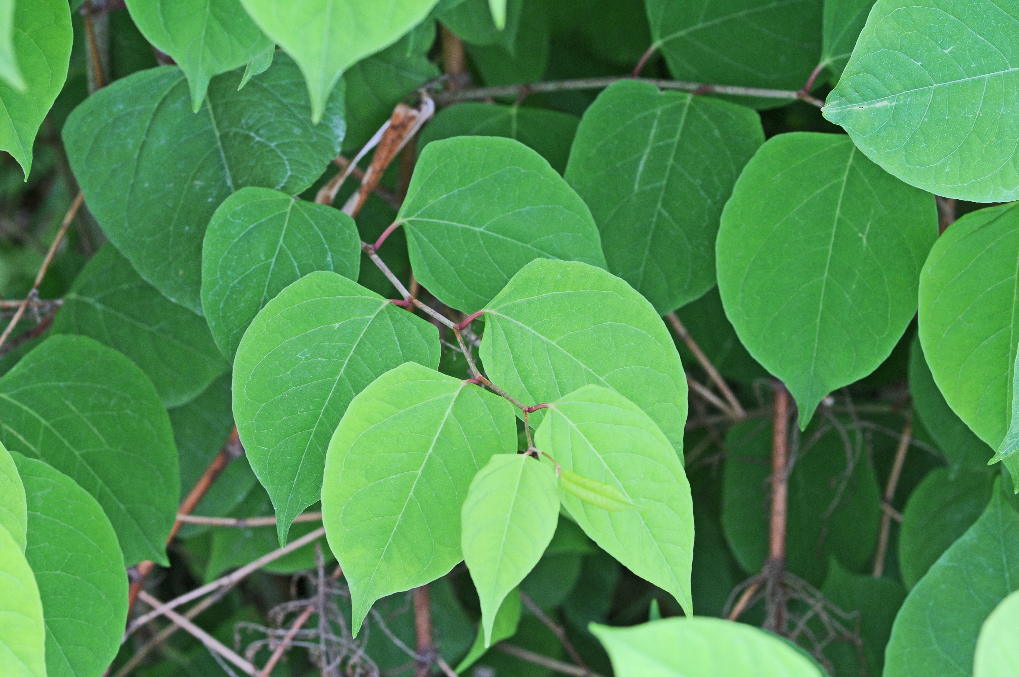 : Reynoutria japonica.