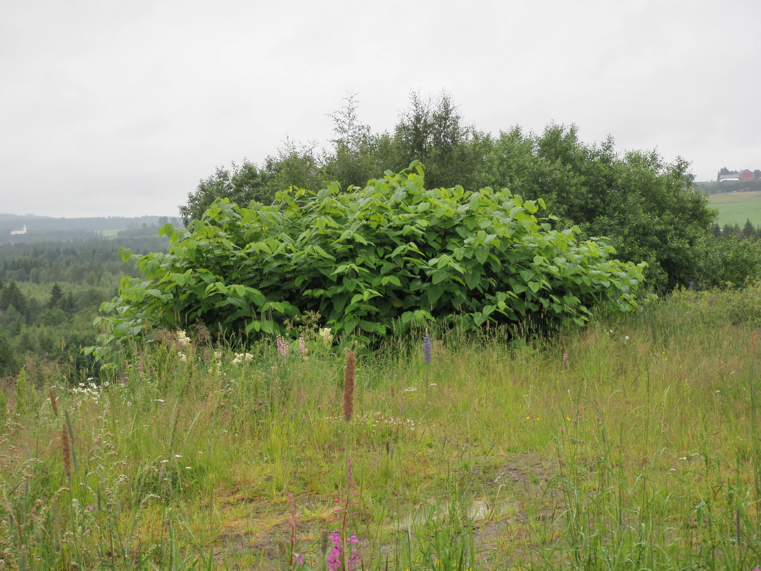 : Reynoutria sachalinensis.