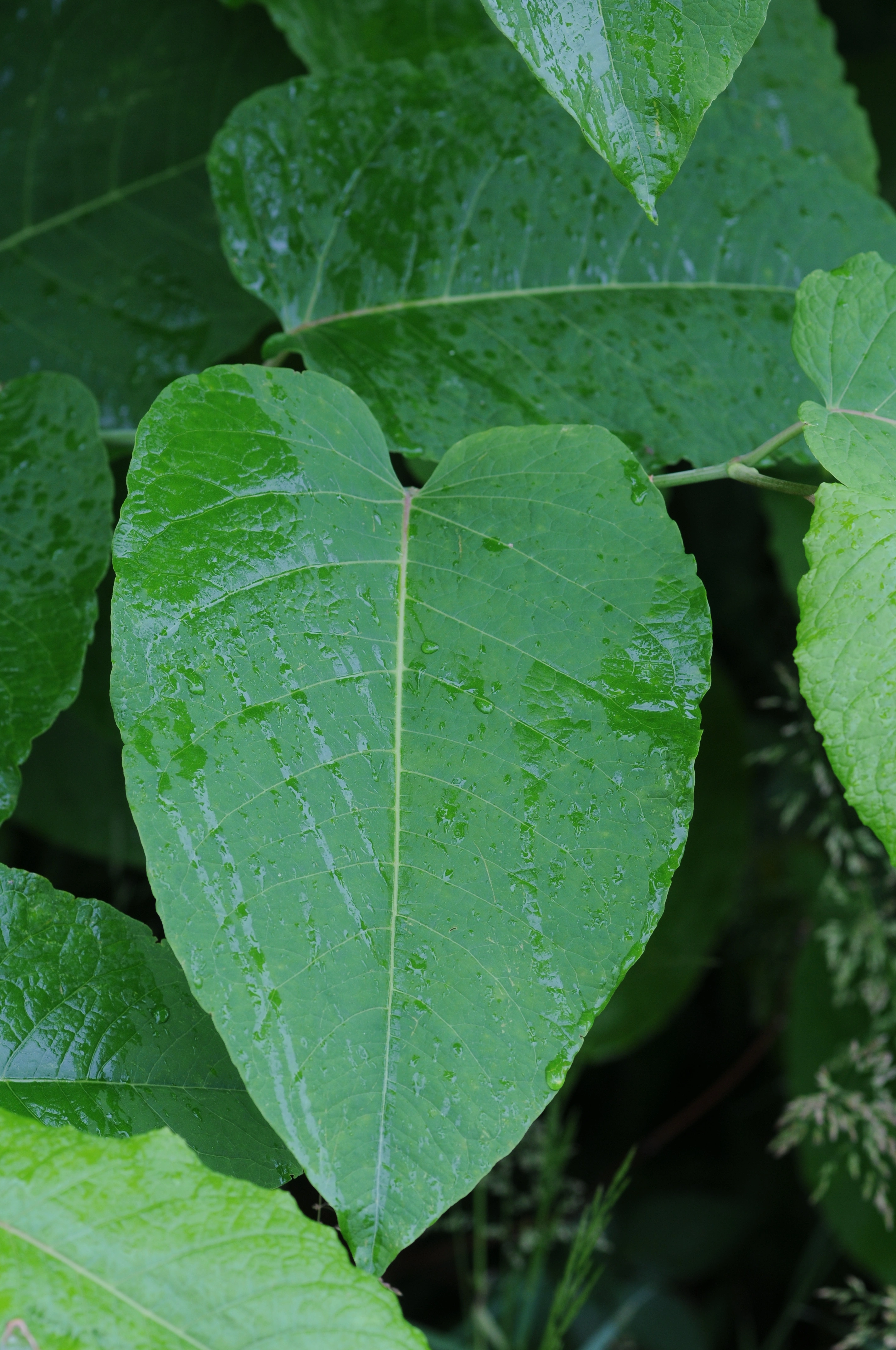 : Reynoutria sachalinensis.