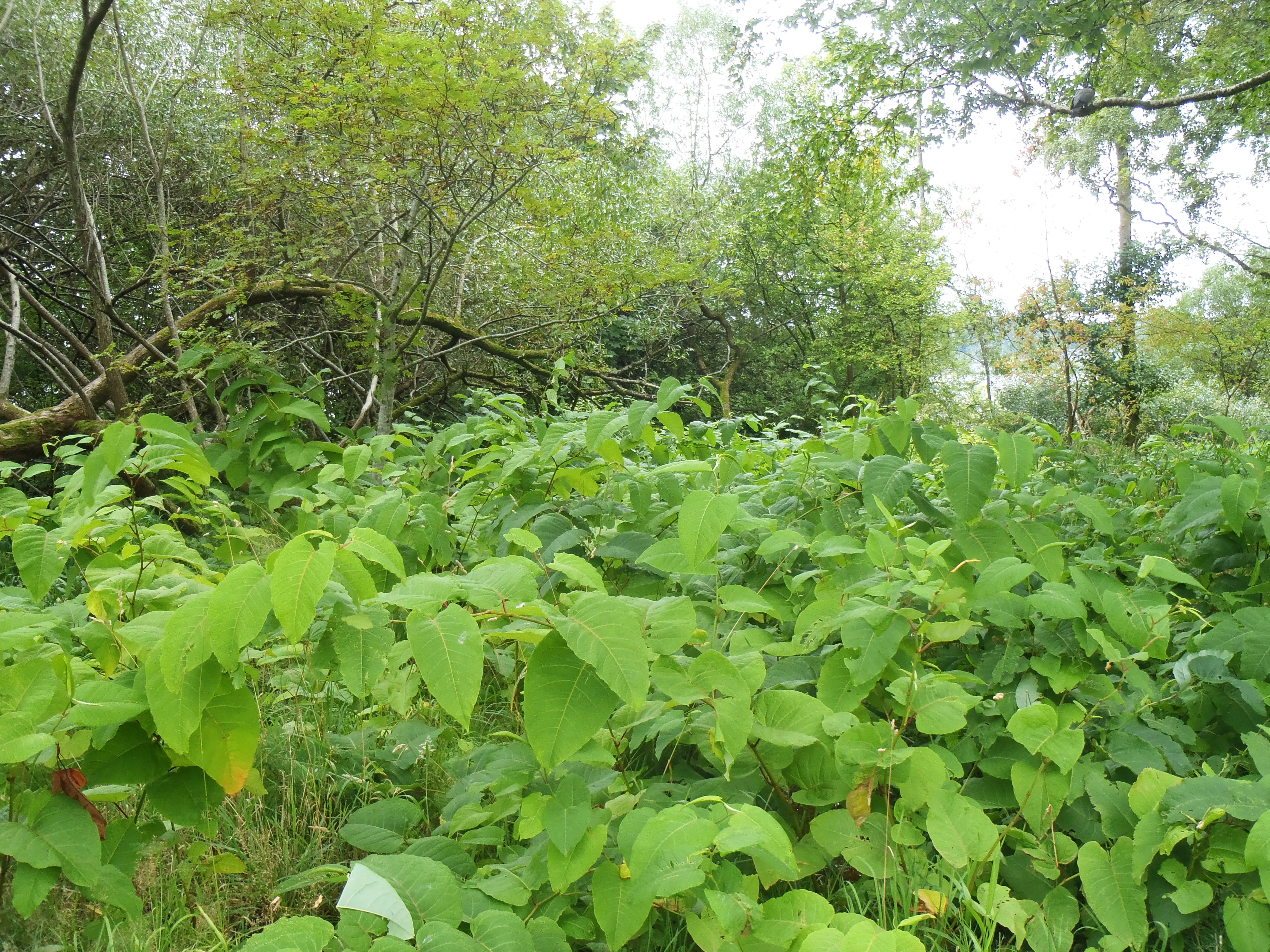 : Reynoutria sachalinensis.