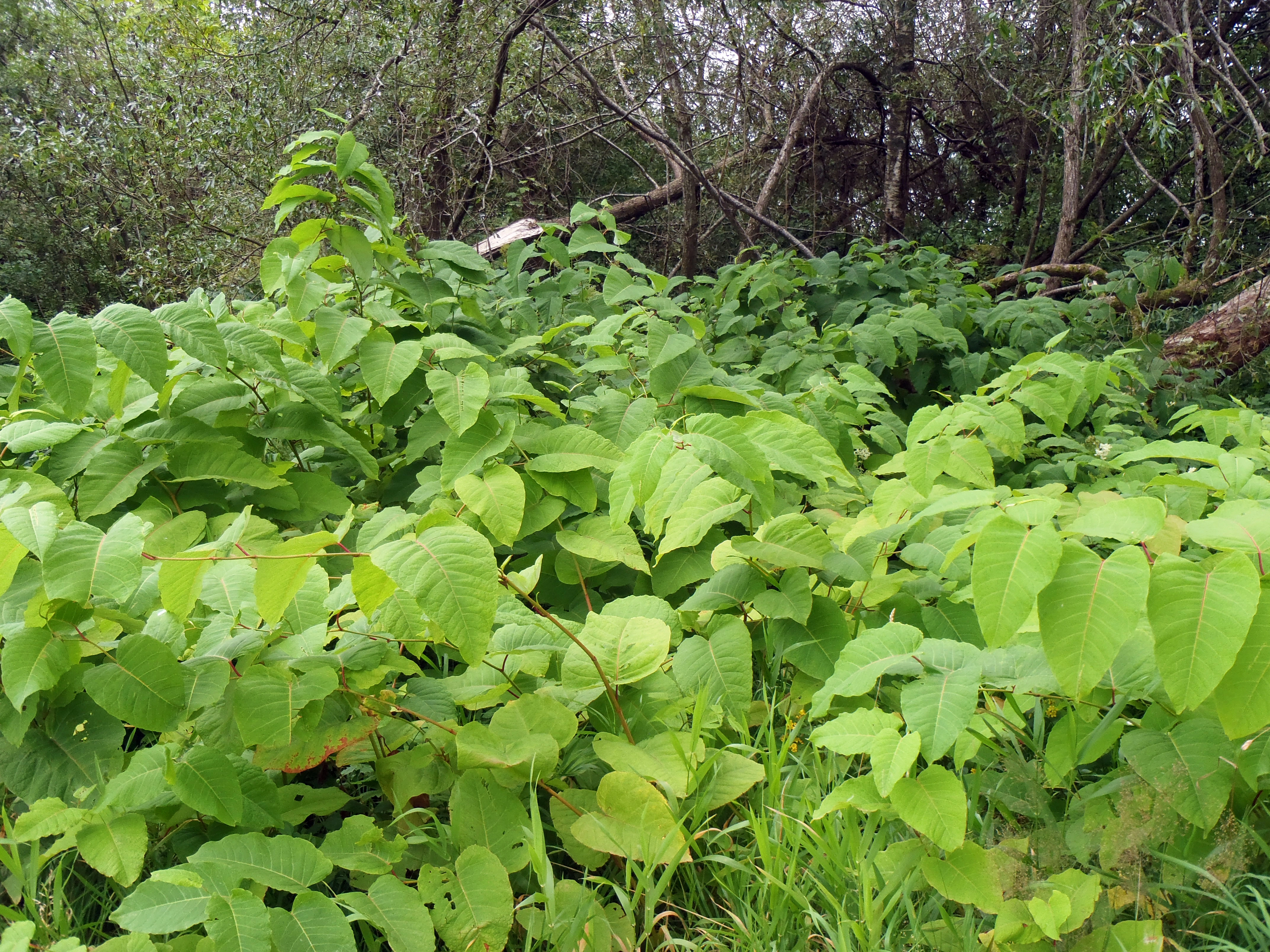 : Reynoutria sachalinensis.