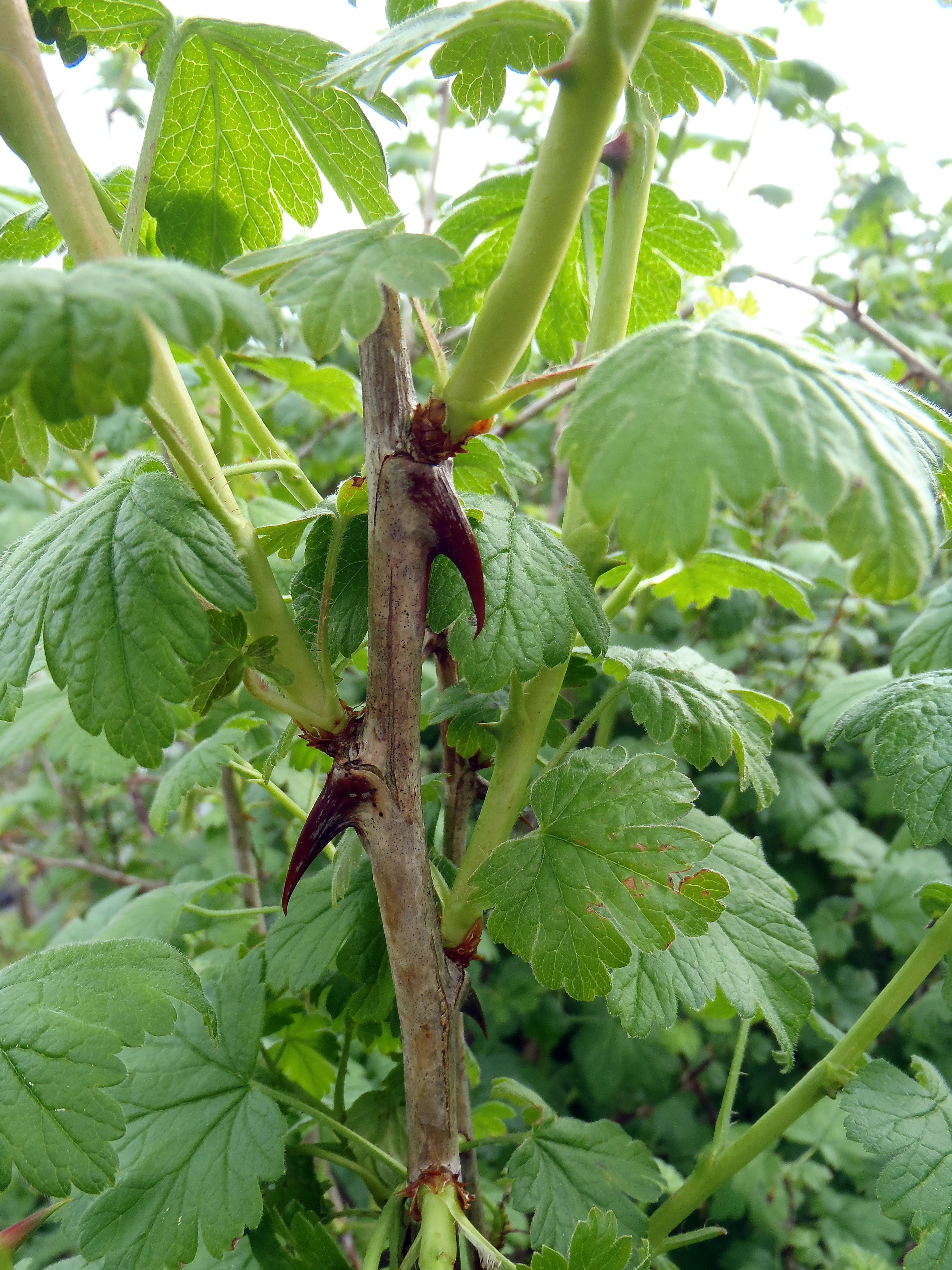 : Ribes divaricatum.