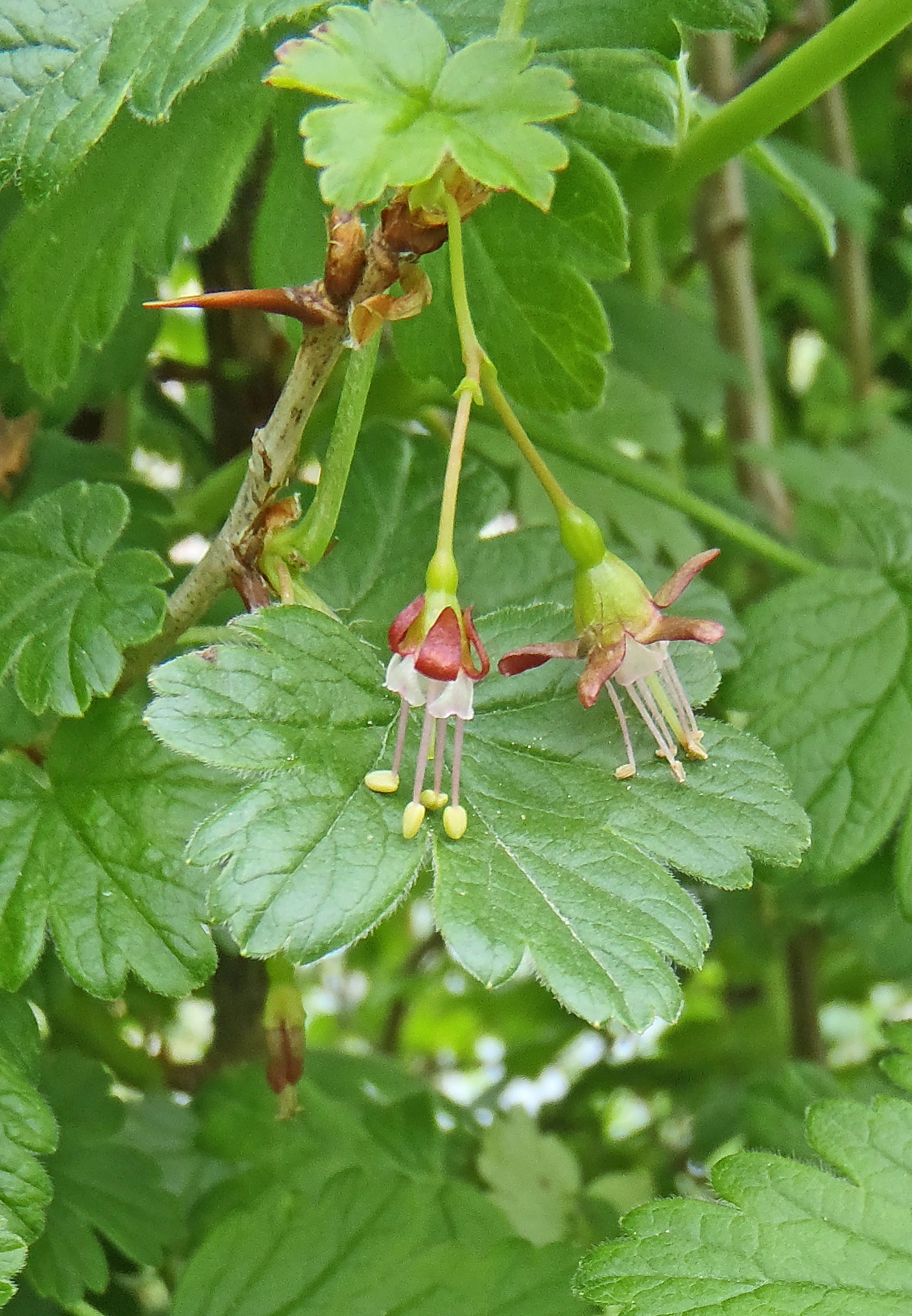 : Ribes divaricatum.