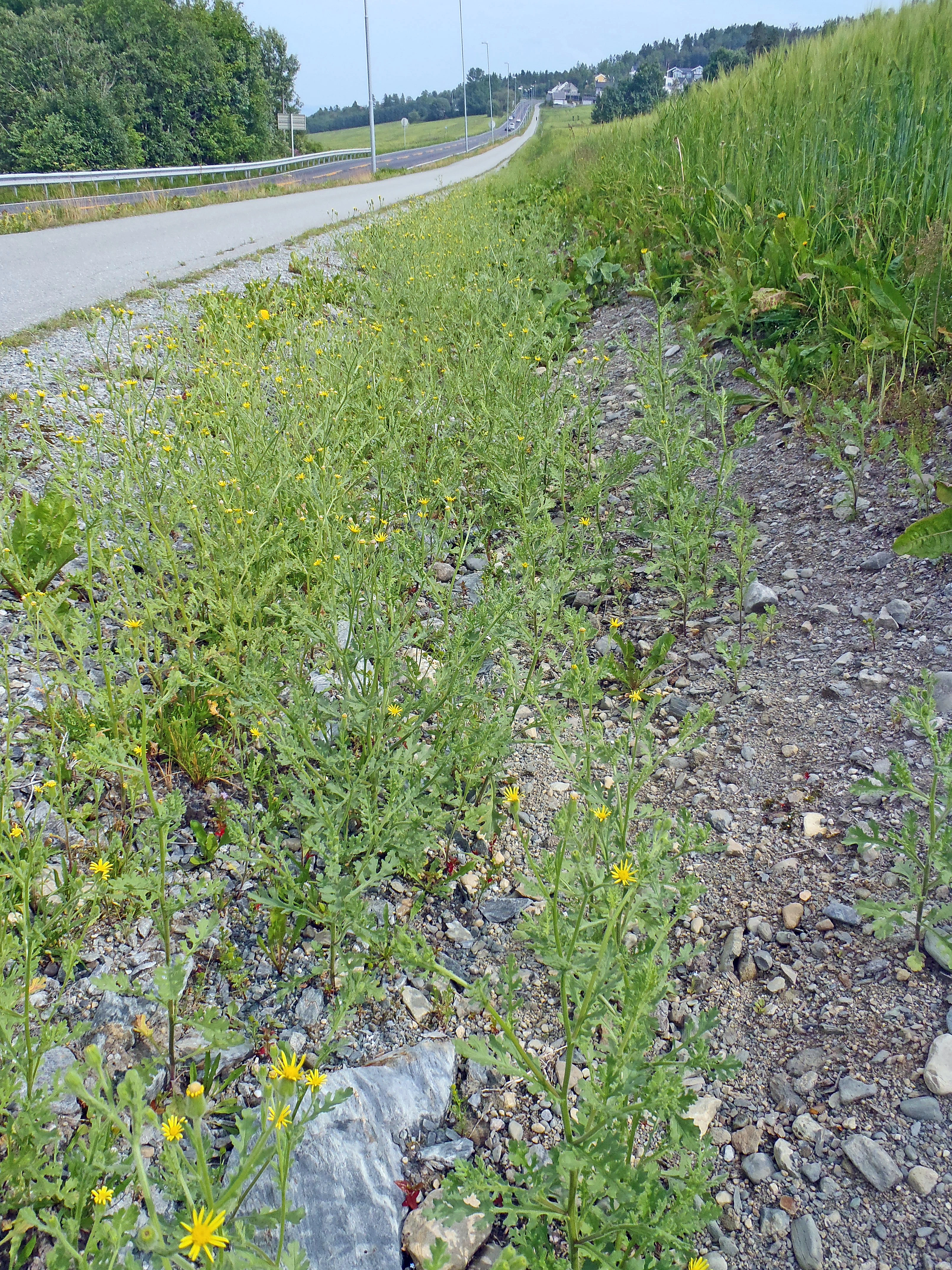 : Senecio viscosus.