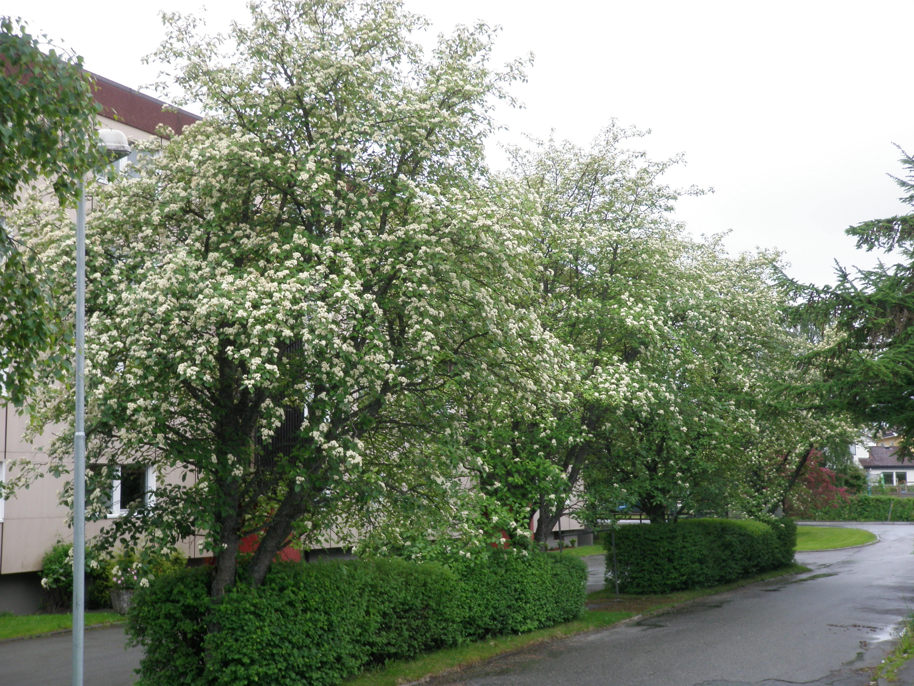 : Scandosorbus intermedia.