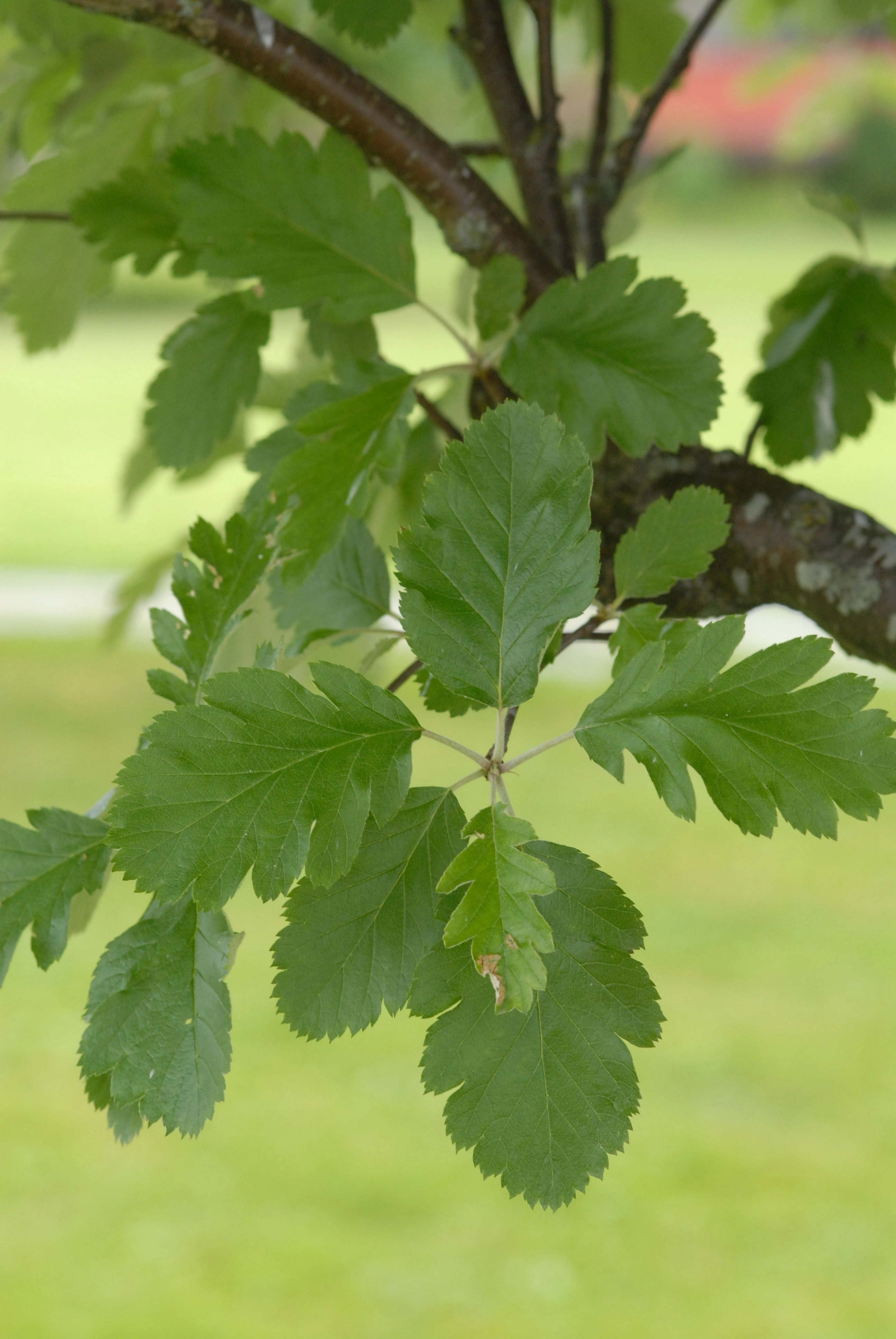 : Scandosorbus intermedia.