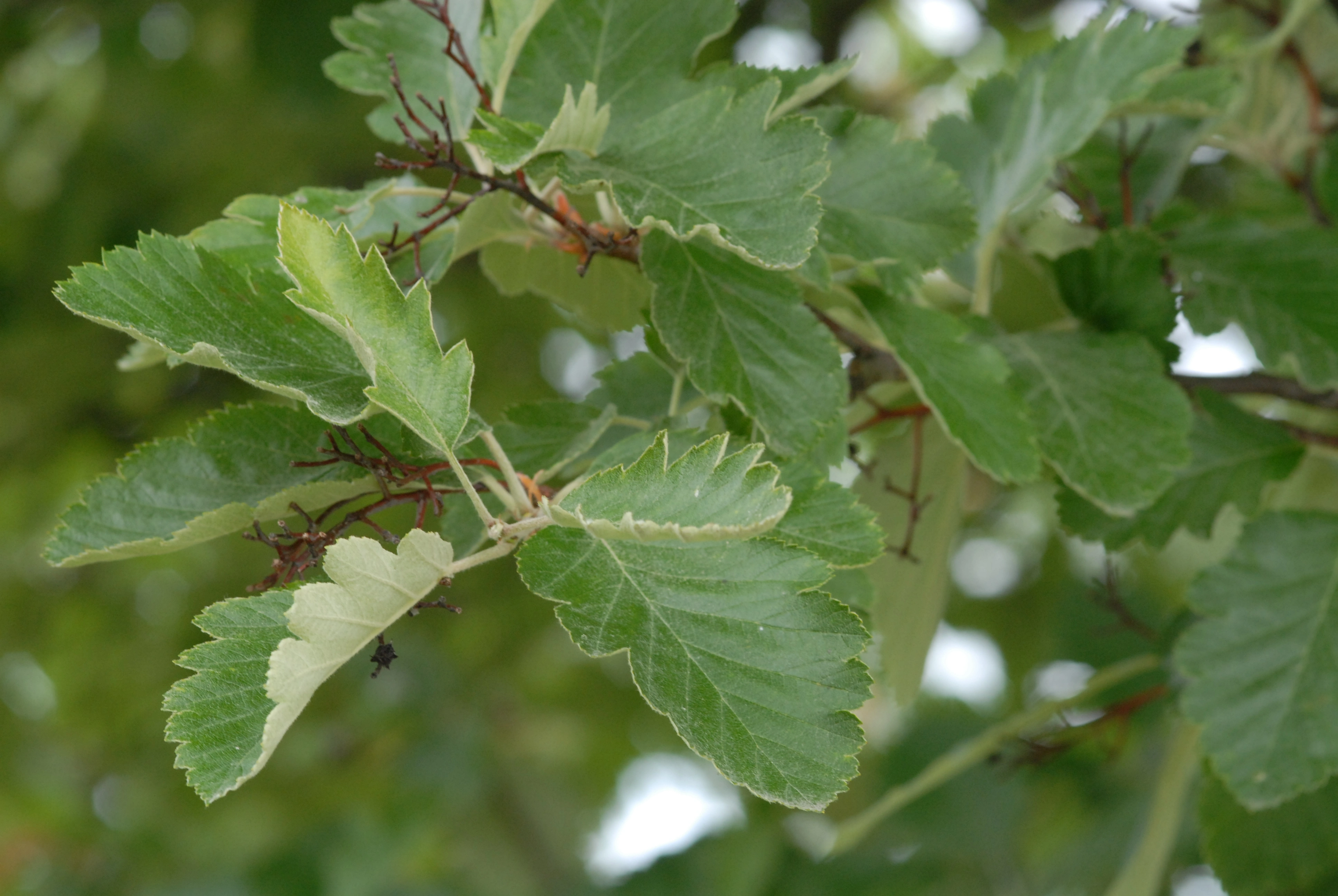 : Scandosorbus intermedia.