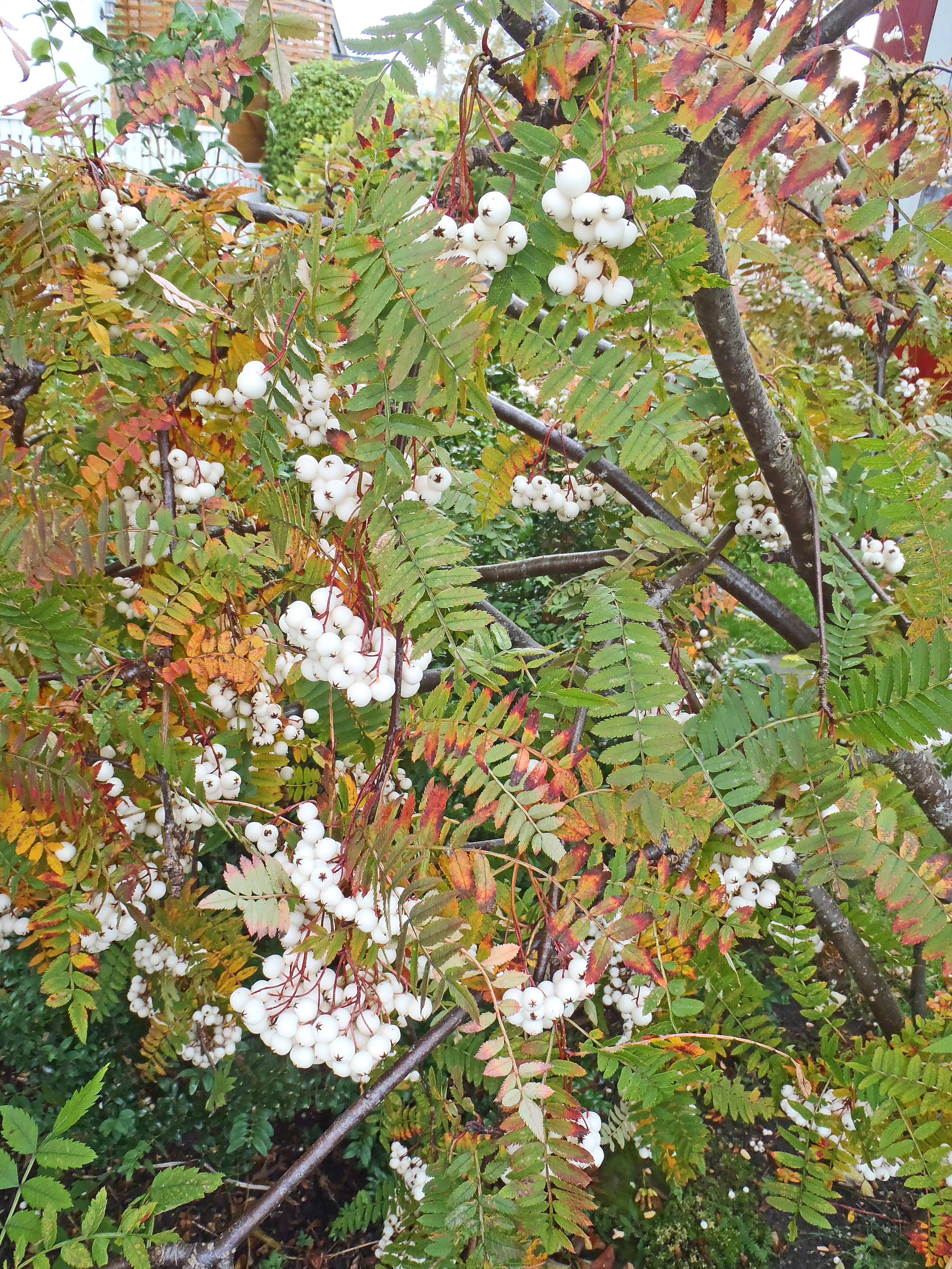 : Sorbus koehneana.