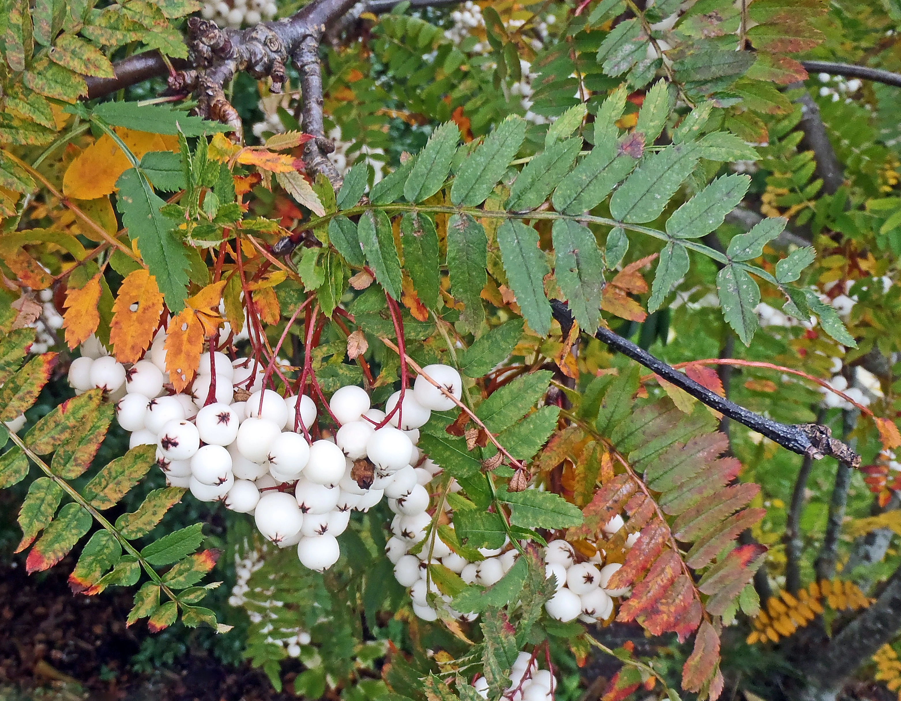 : Sorbus koehneana.