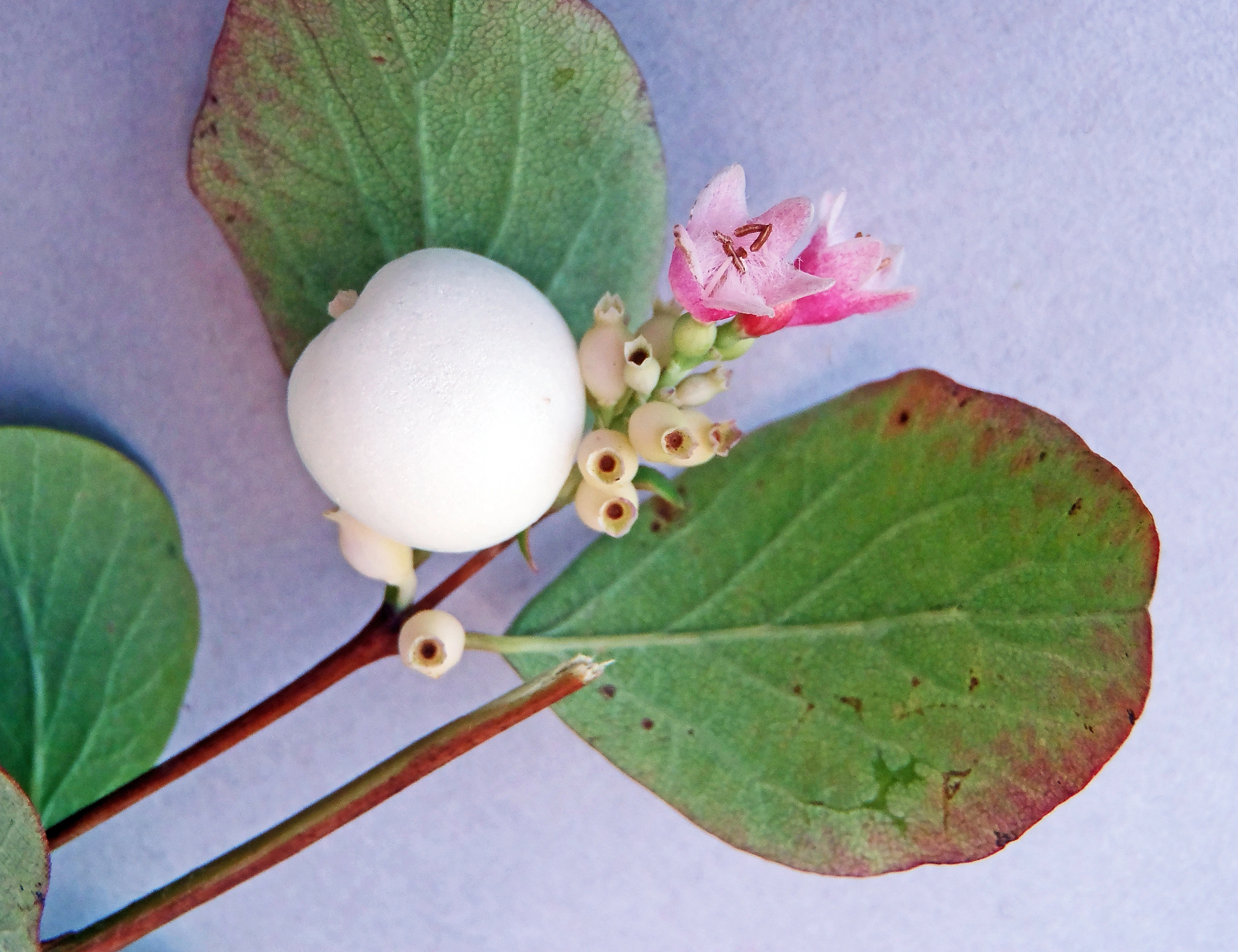 : Symphoricarpos albus.