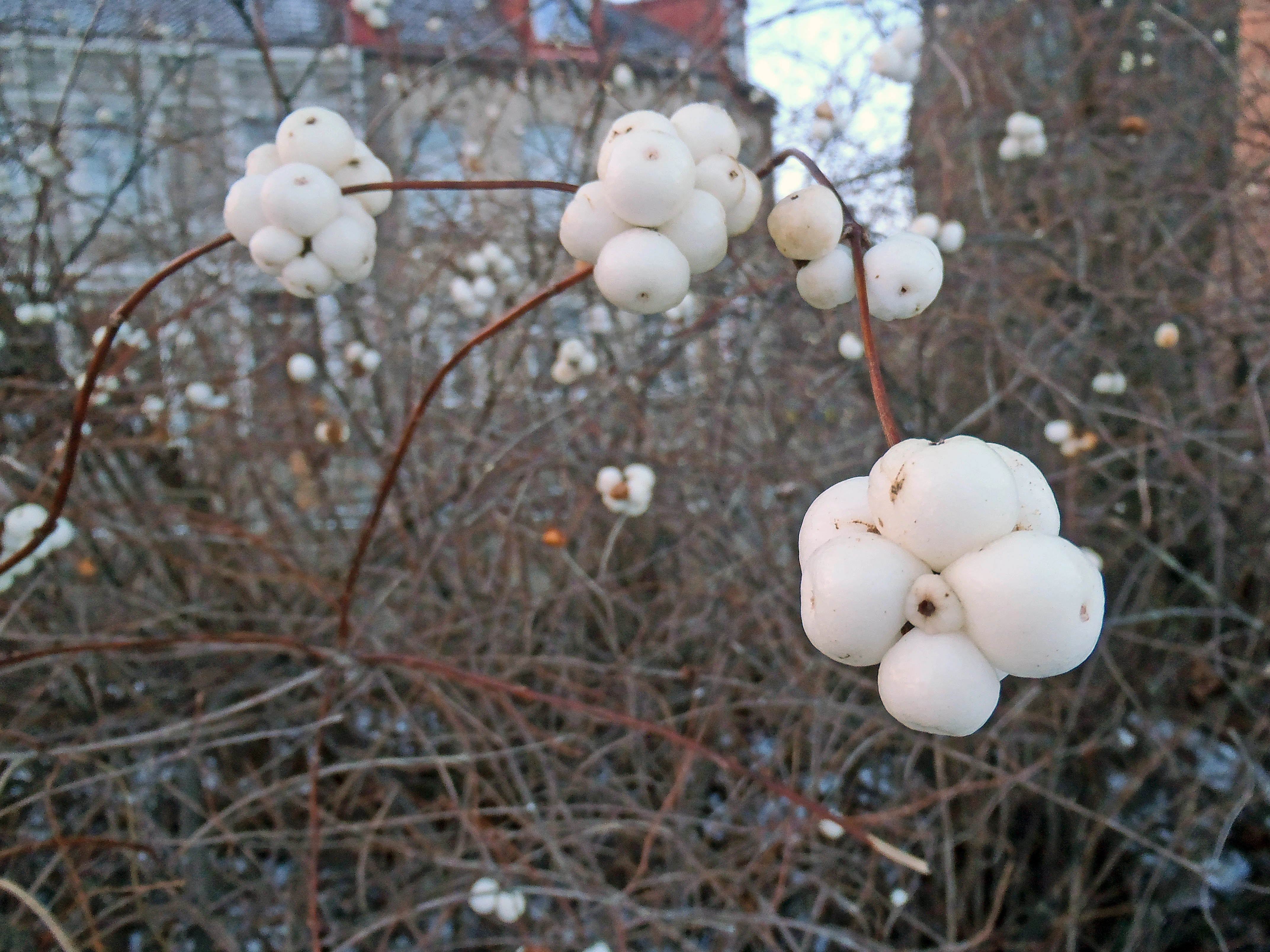 : Symphoricarpos albus.