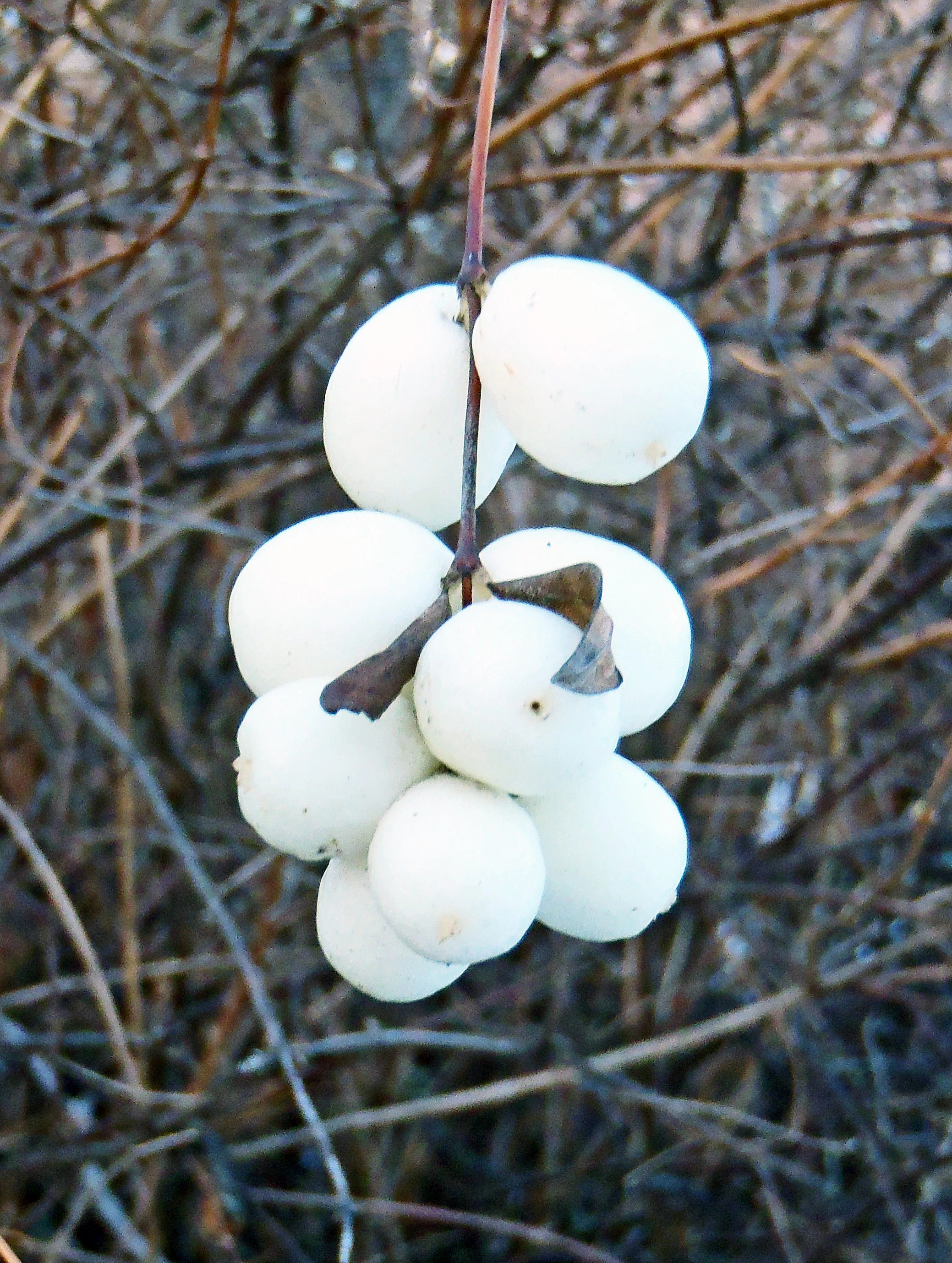 : Symphoricarpos albus.