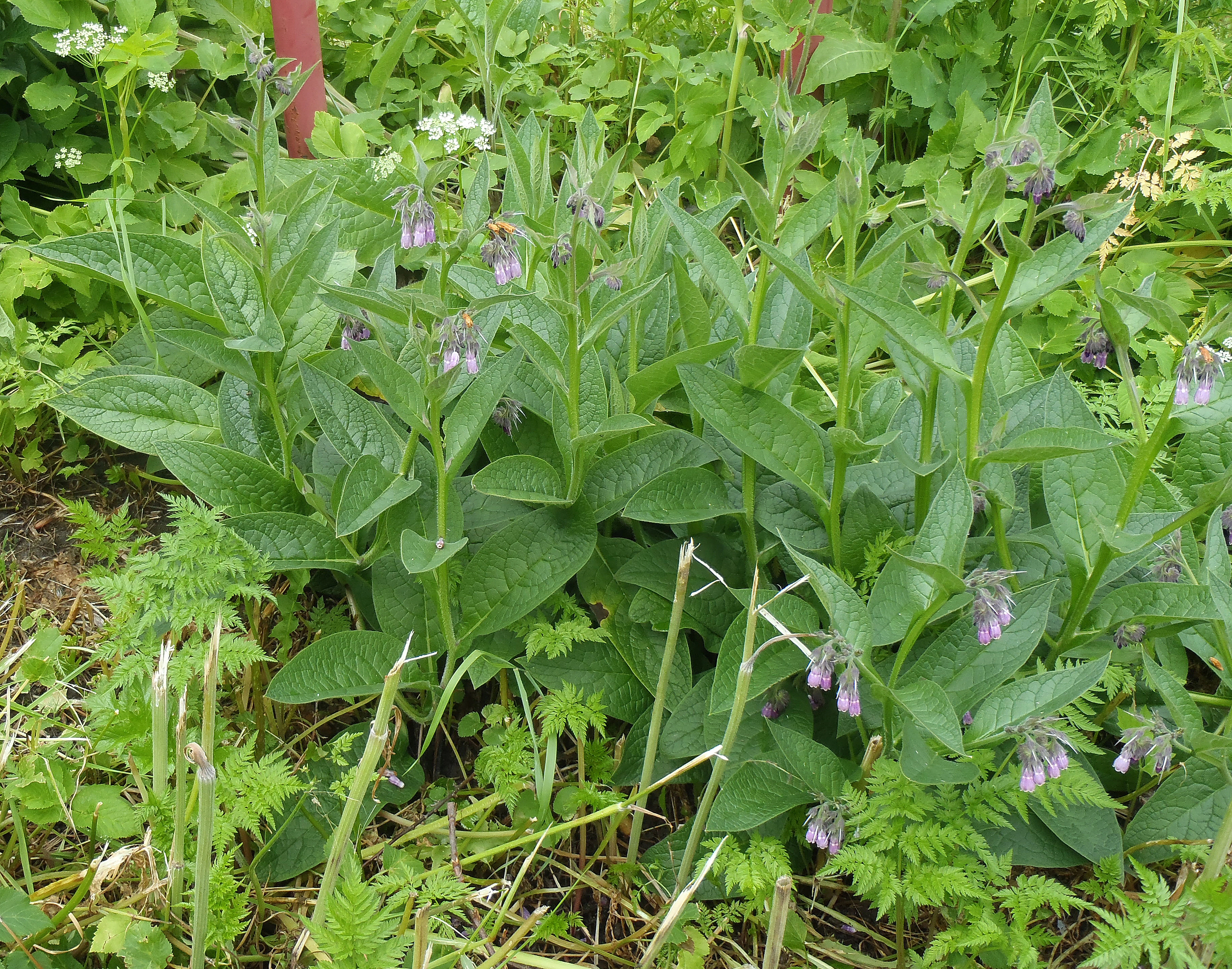 : Symphytum officinale.