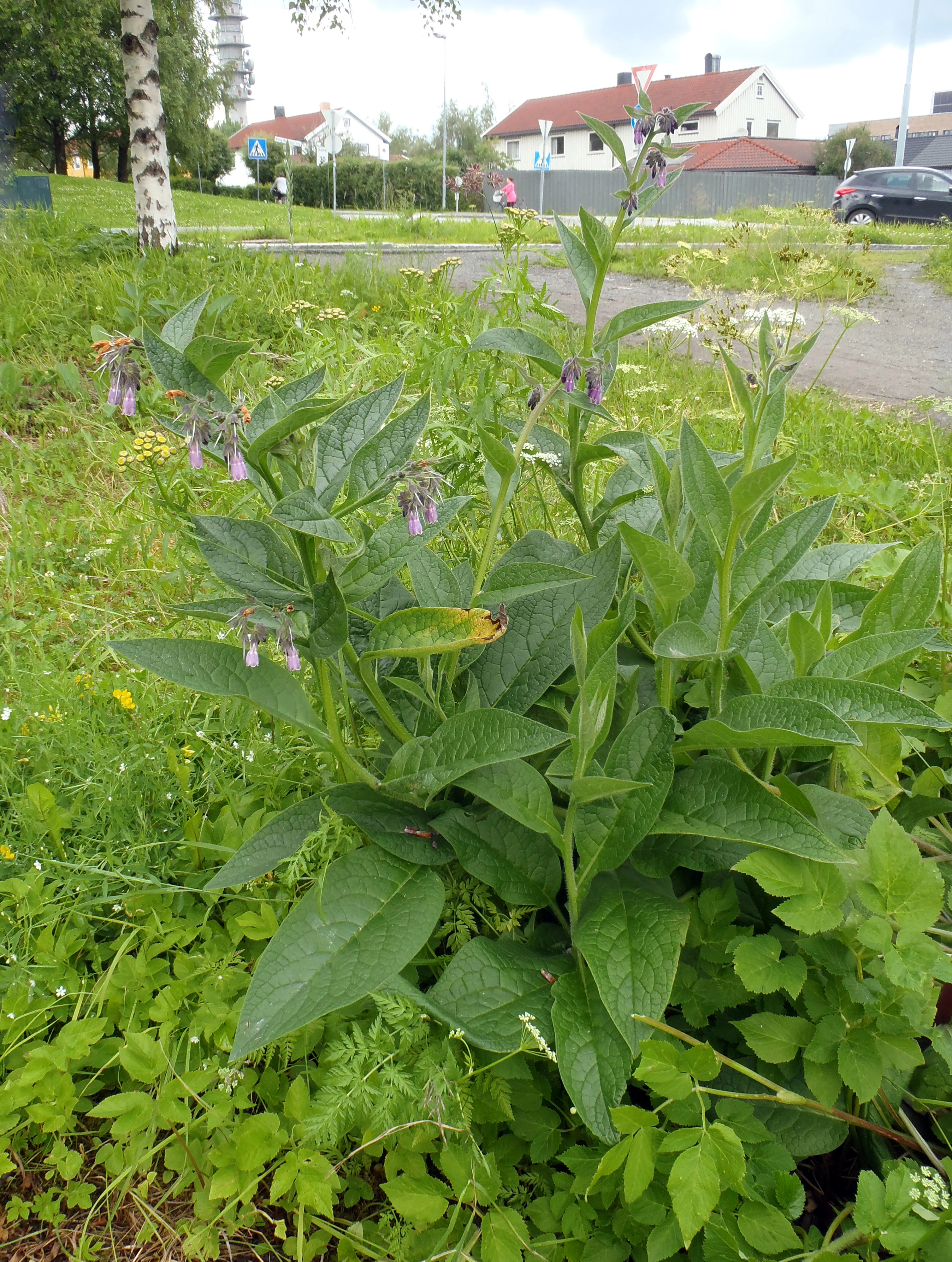 : Symphytum officinale.