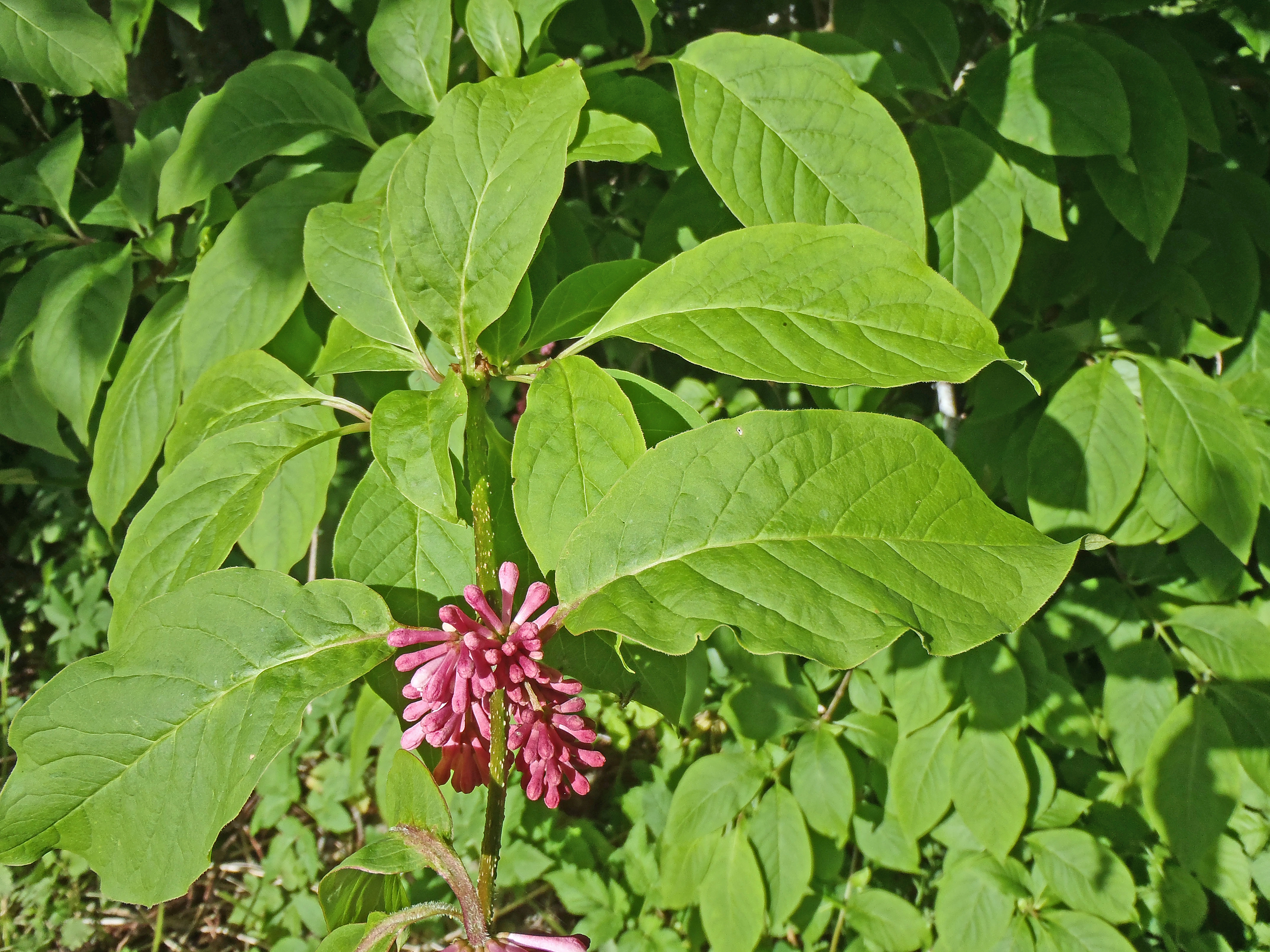 : Syringa komarowii.