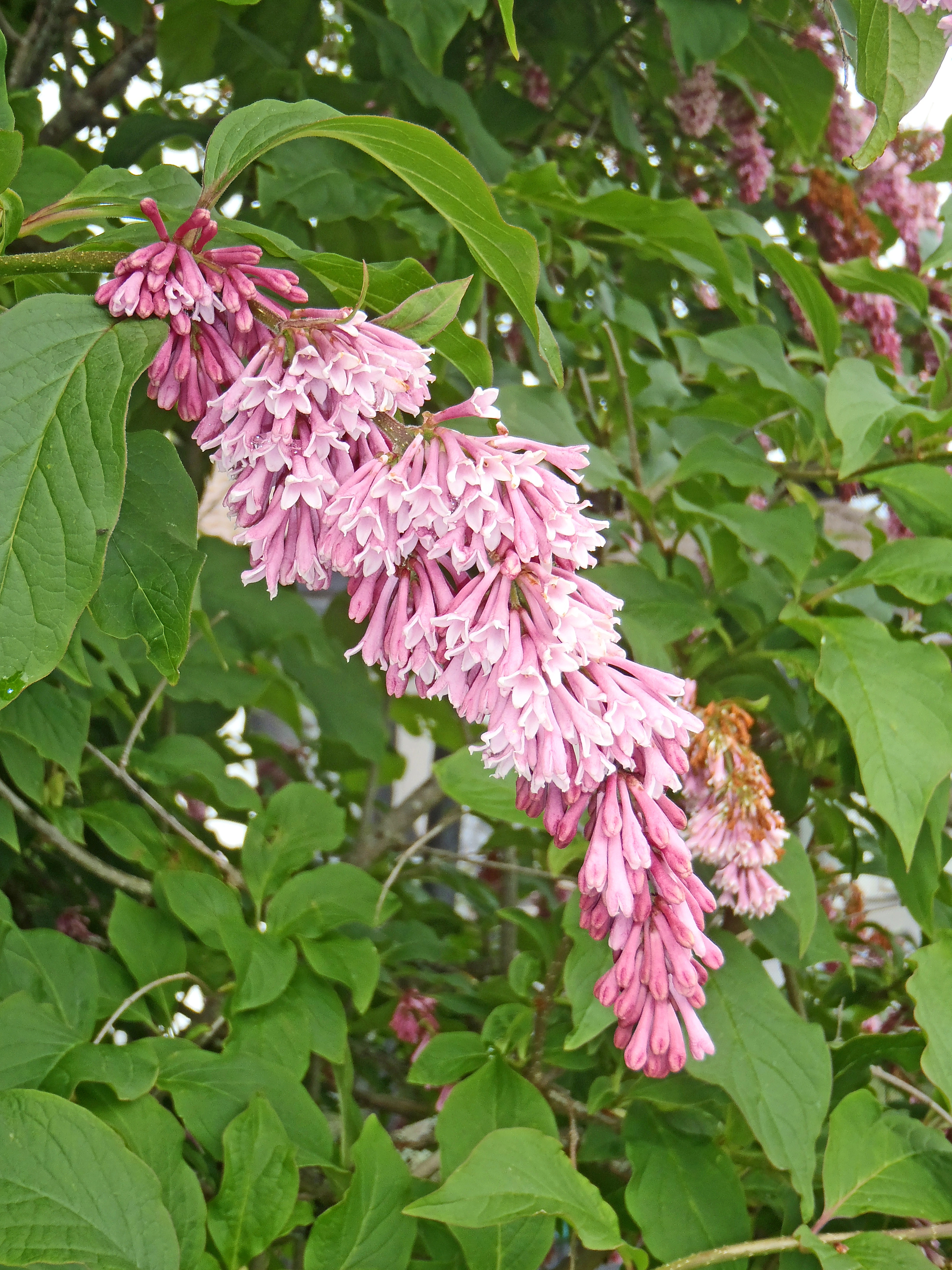 : Syringa komarowii.