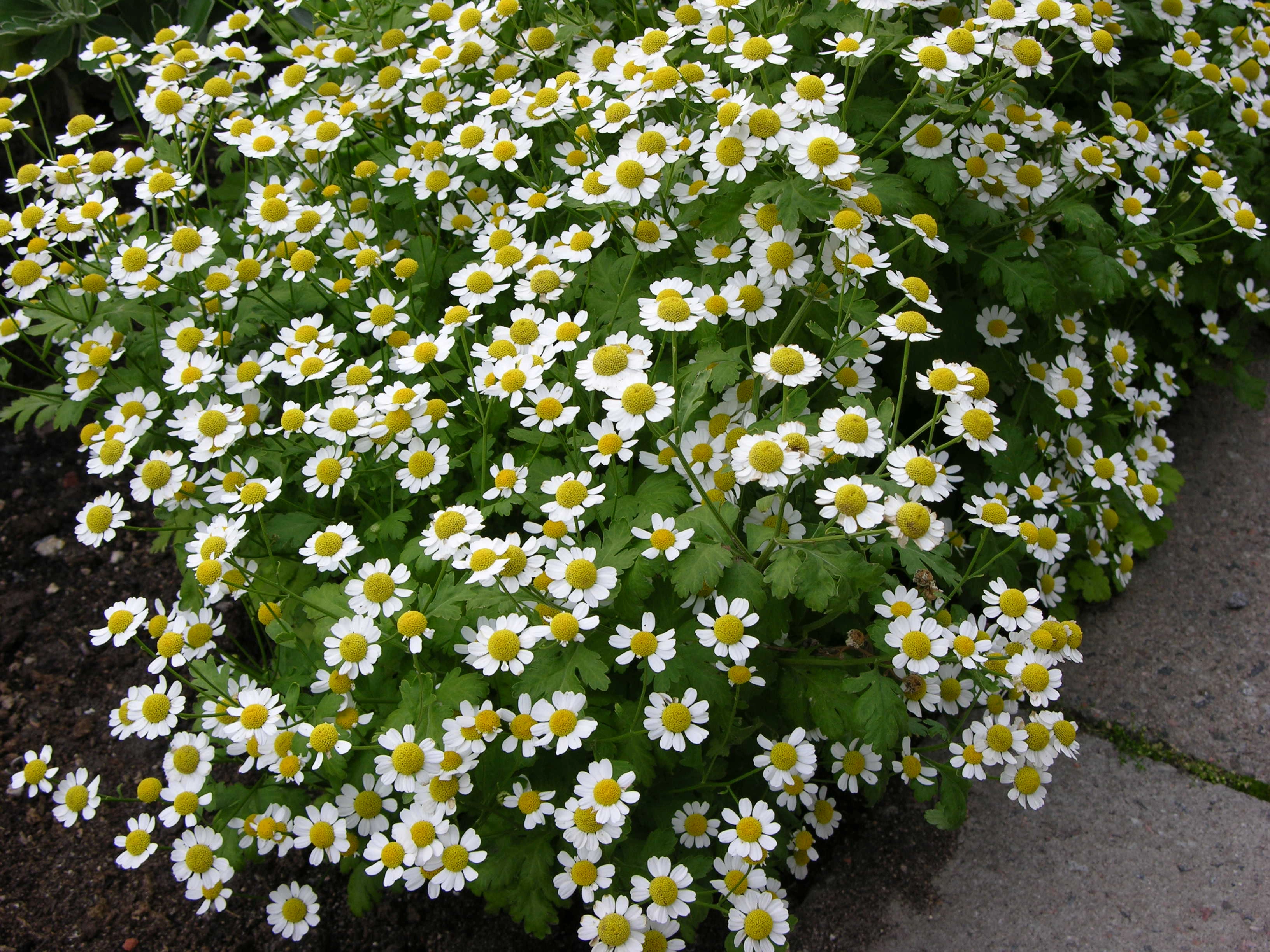 : Tanacetum parthenium.