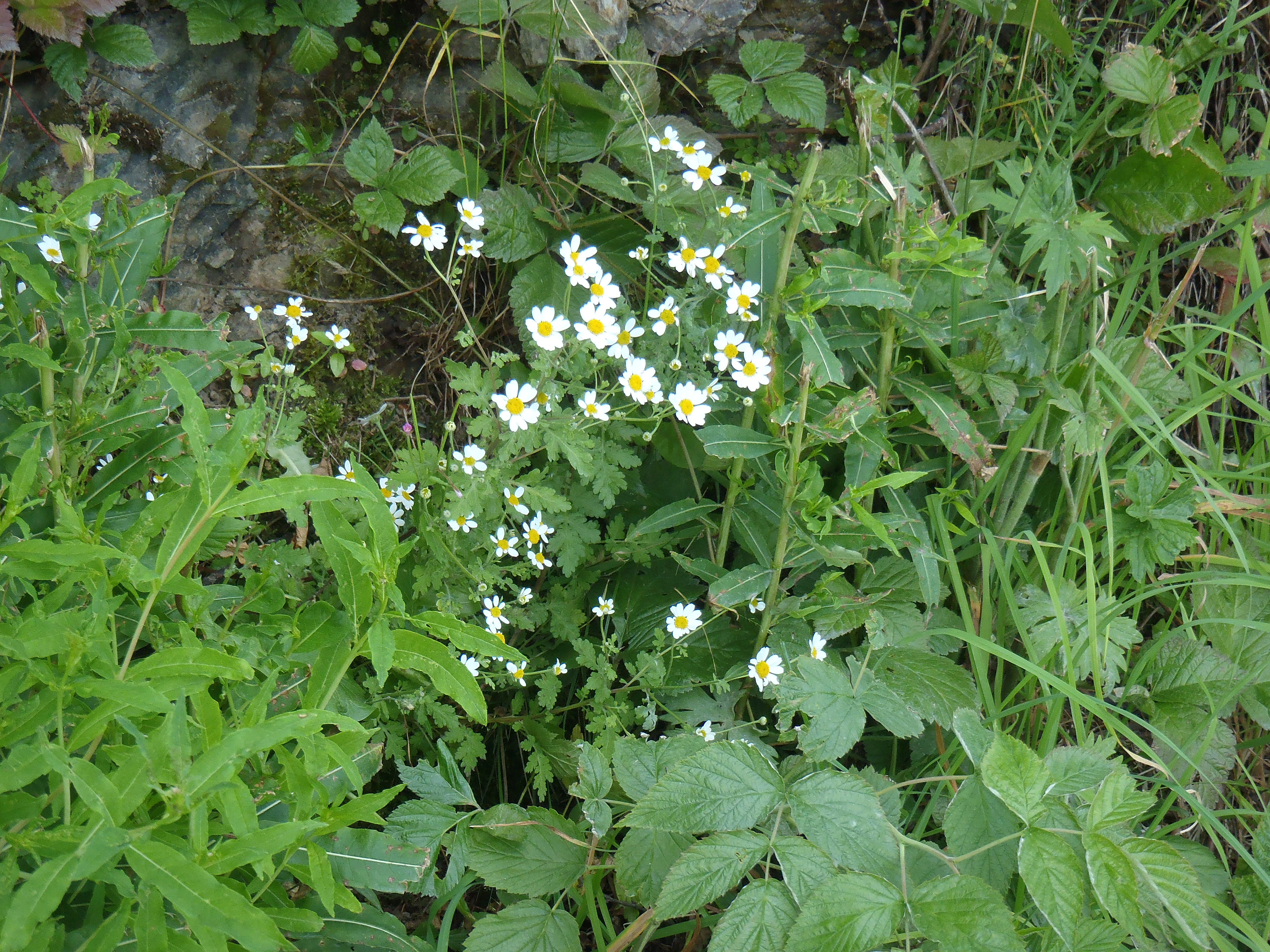 : Tanacetum parthenium.