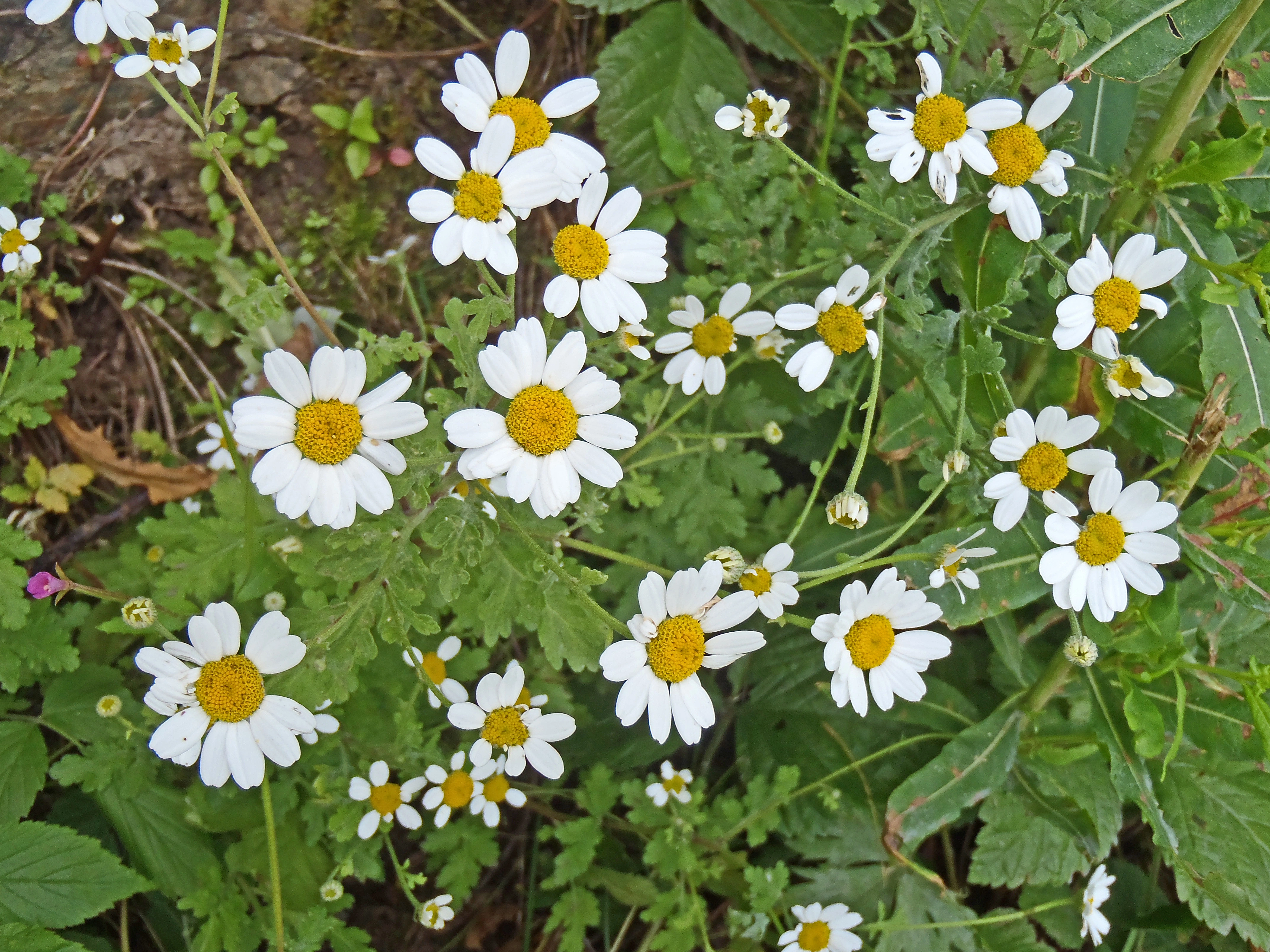 : Tanacetum parthenium.