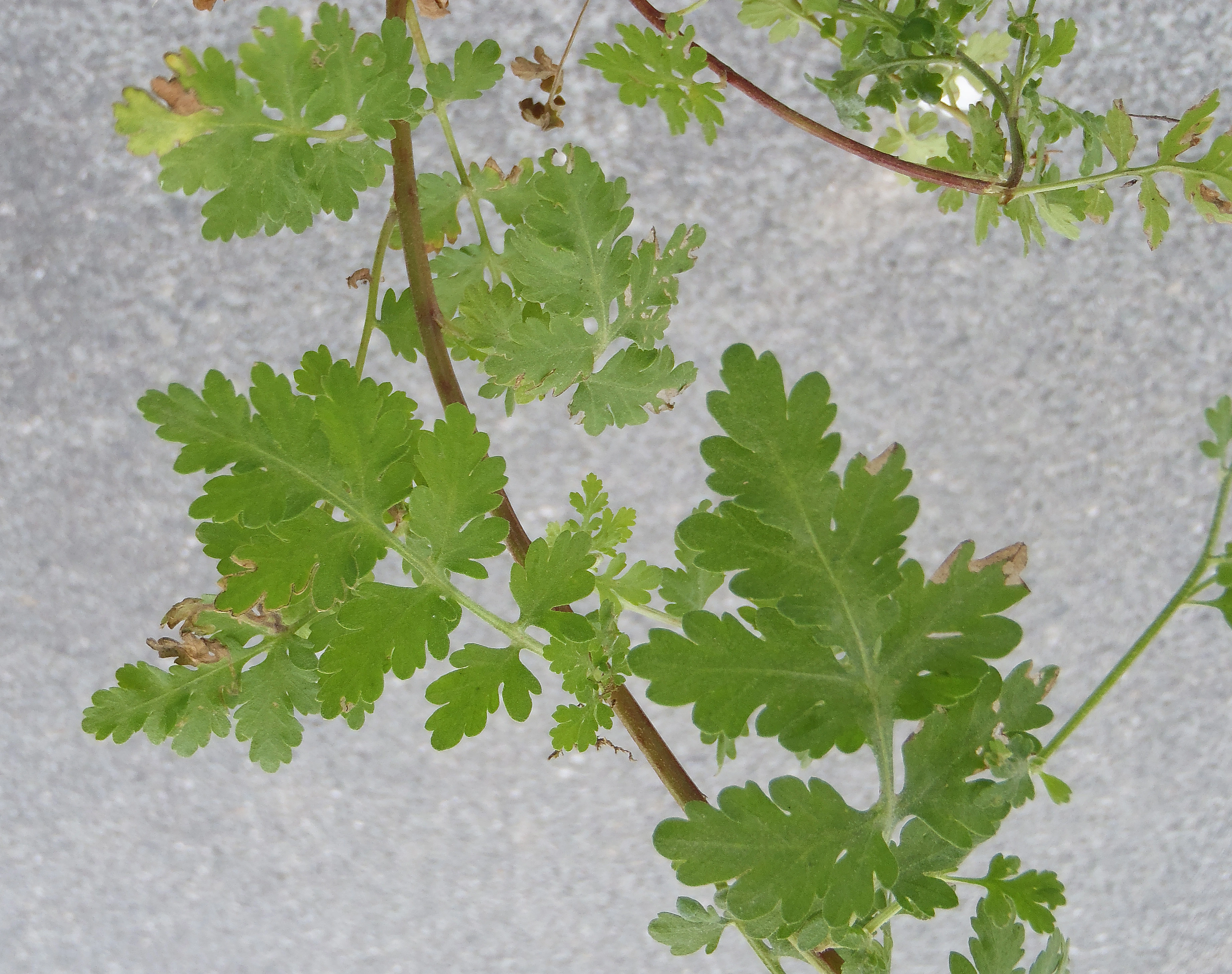 : Tanacetum parthenium.