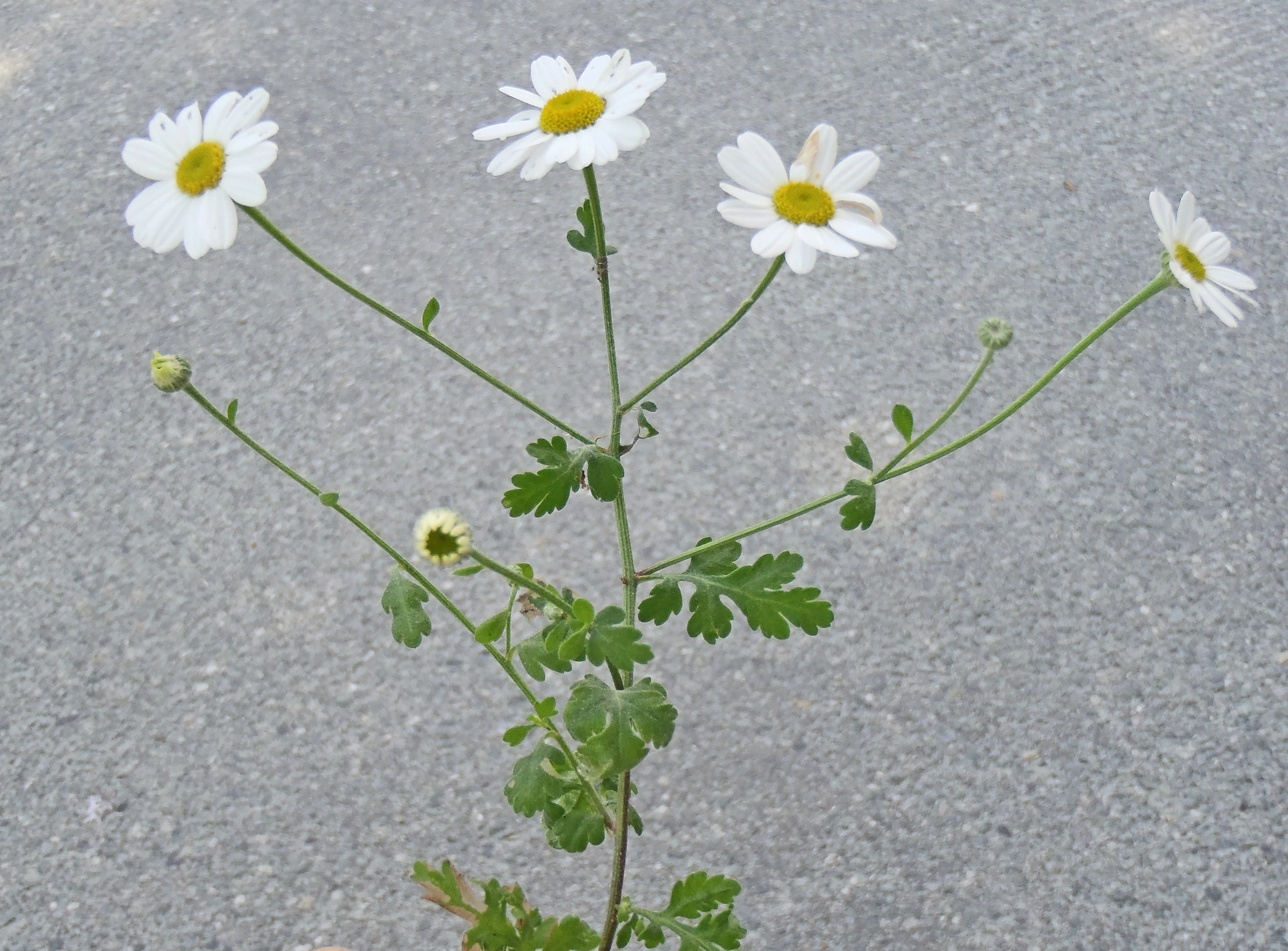 : Tanacetum parthenium.