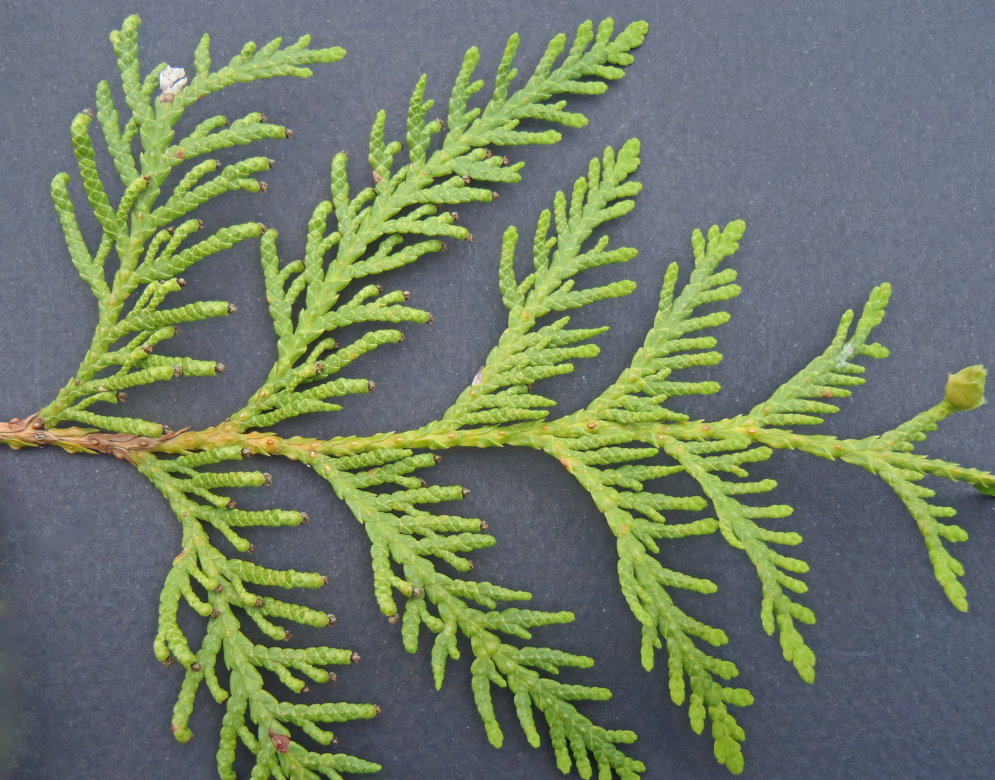 : Thuja occidentalis.